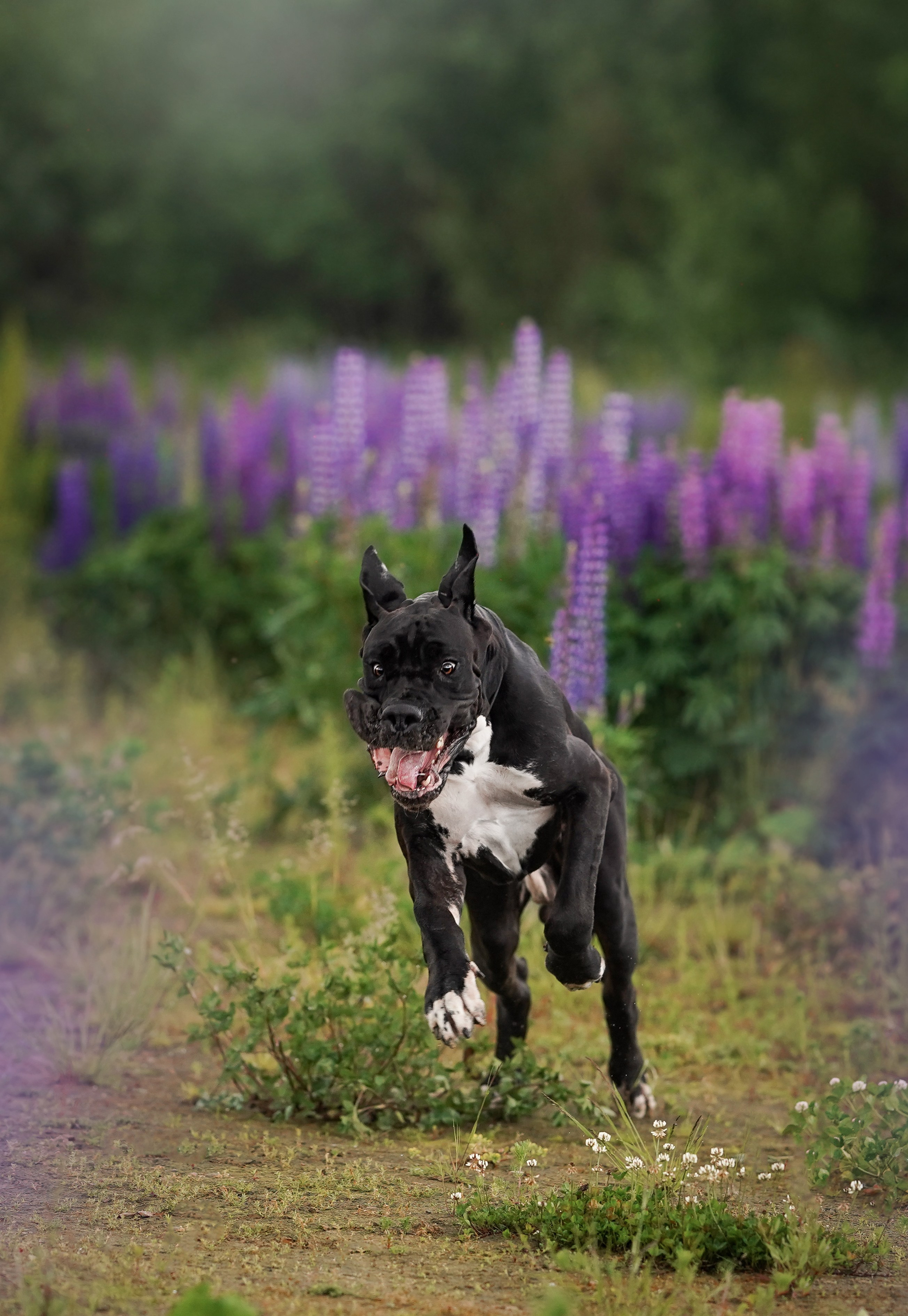 Вика и Трофей люпины. Фотограф-анималист в Санкт-Петербурге Яна Мартынова