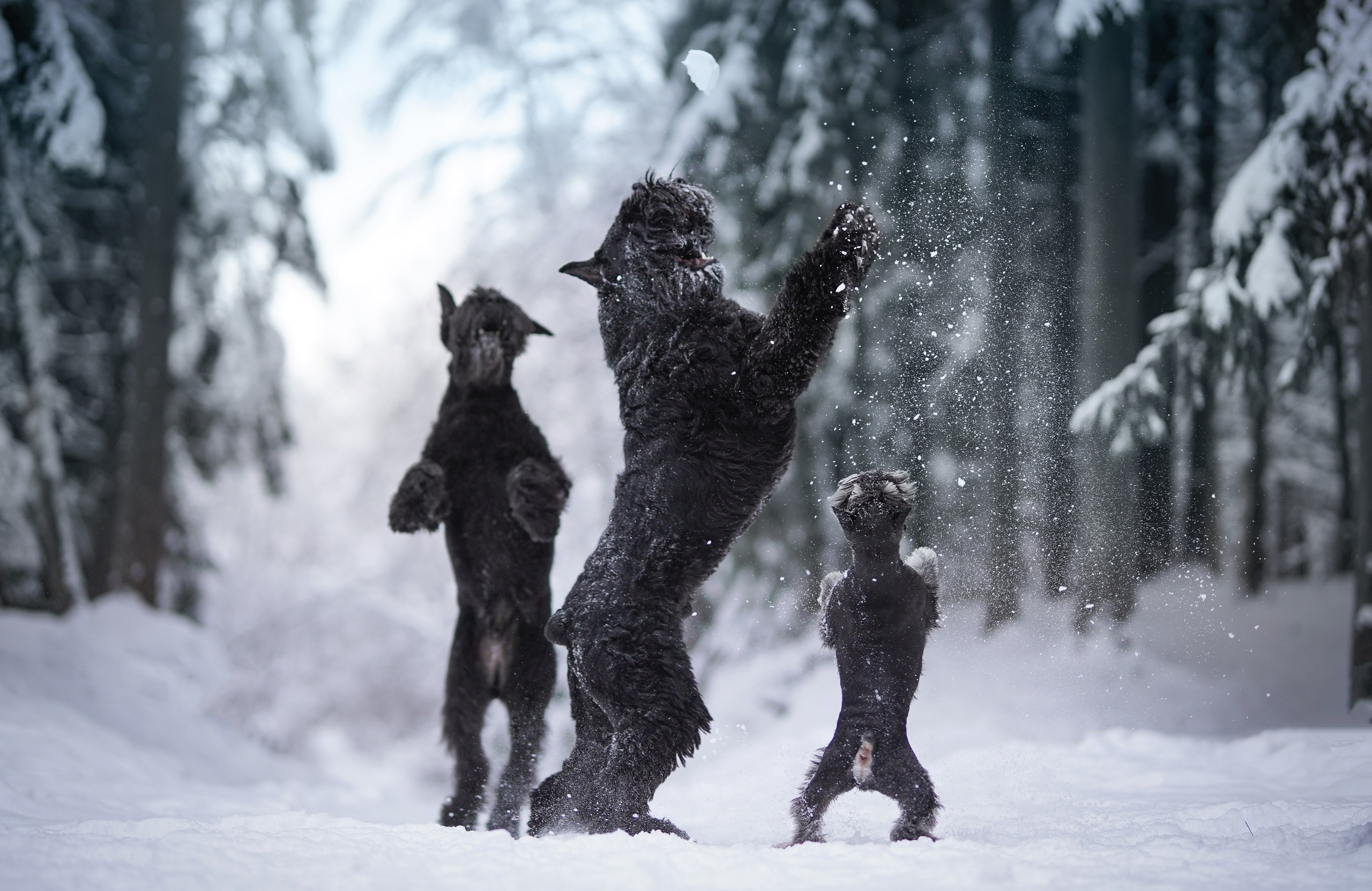 Оля Миша и шнауцеры. Фотограф-анималист в Санкт-Петербурге Яна Мартынова