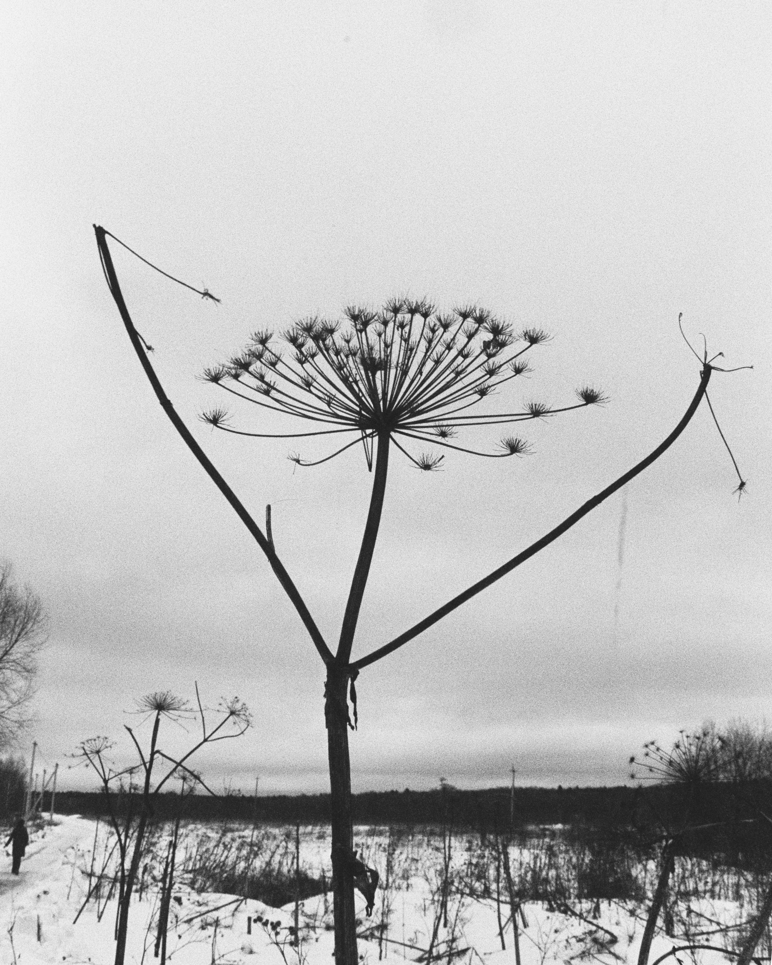 Film chronicle. Kosky ilya