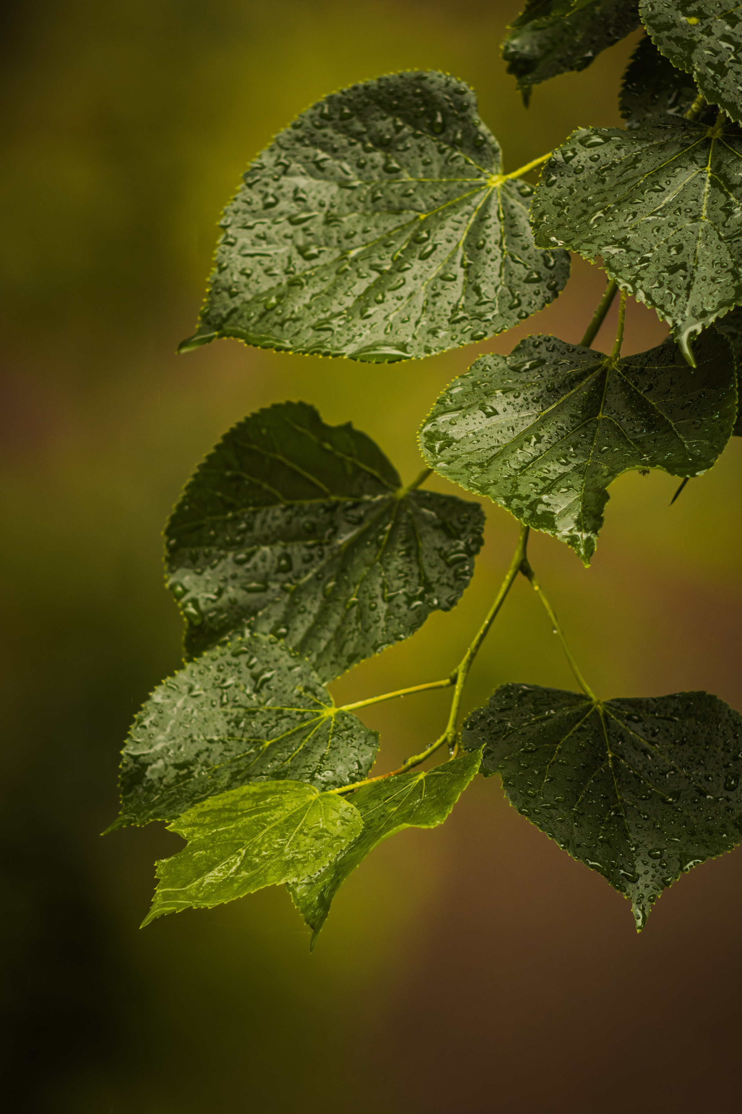 Без людей. Фотограф Крутой Максим