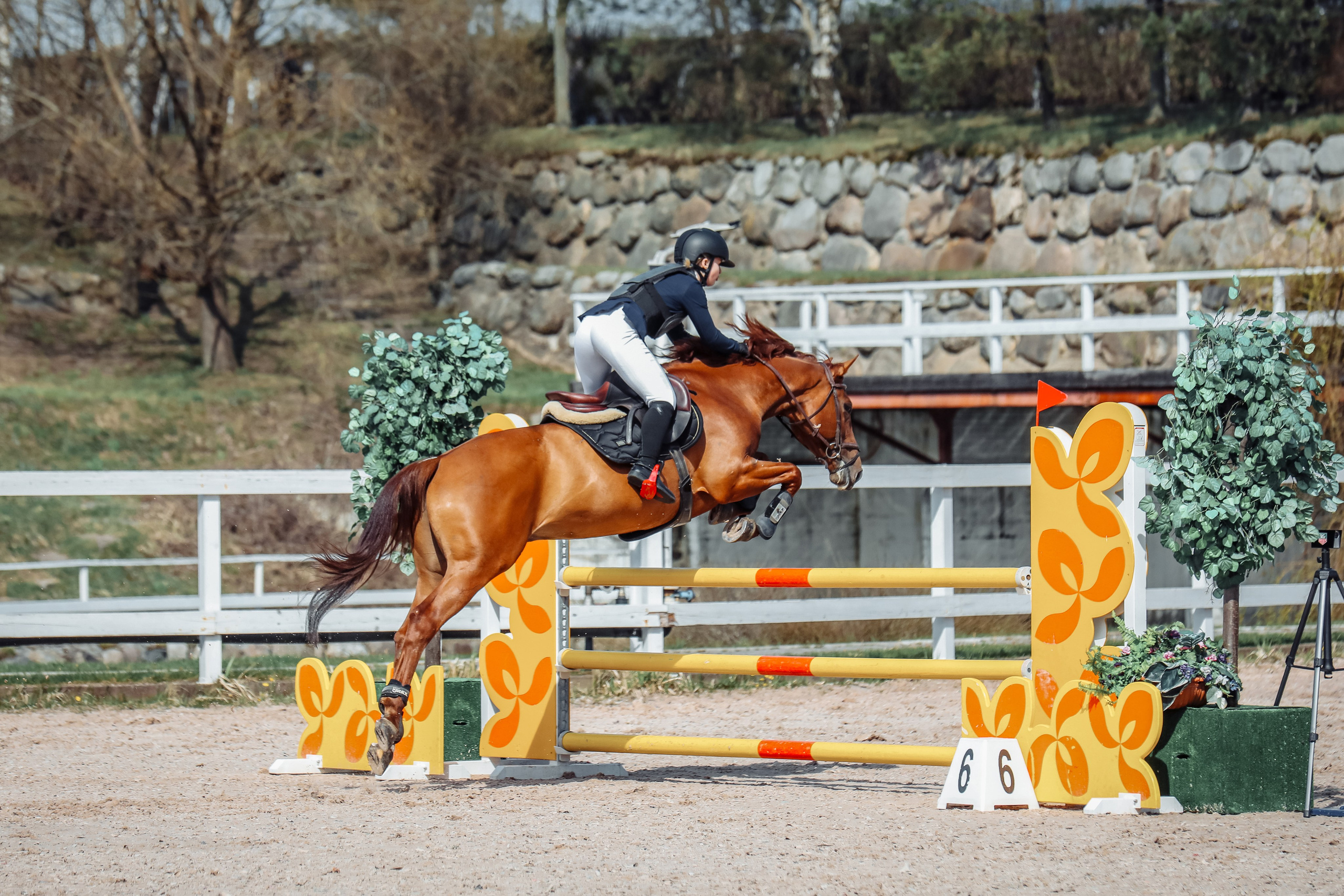 Лошади Евы Демидовой. Ева Демидова. Спортсмен по конкуру в Санкт-Петербуре