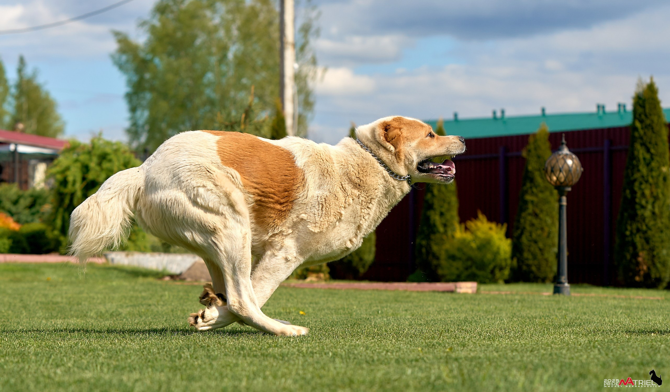 Съемка в питомнике