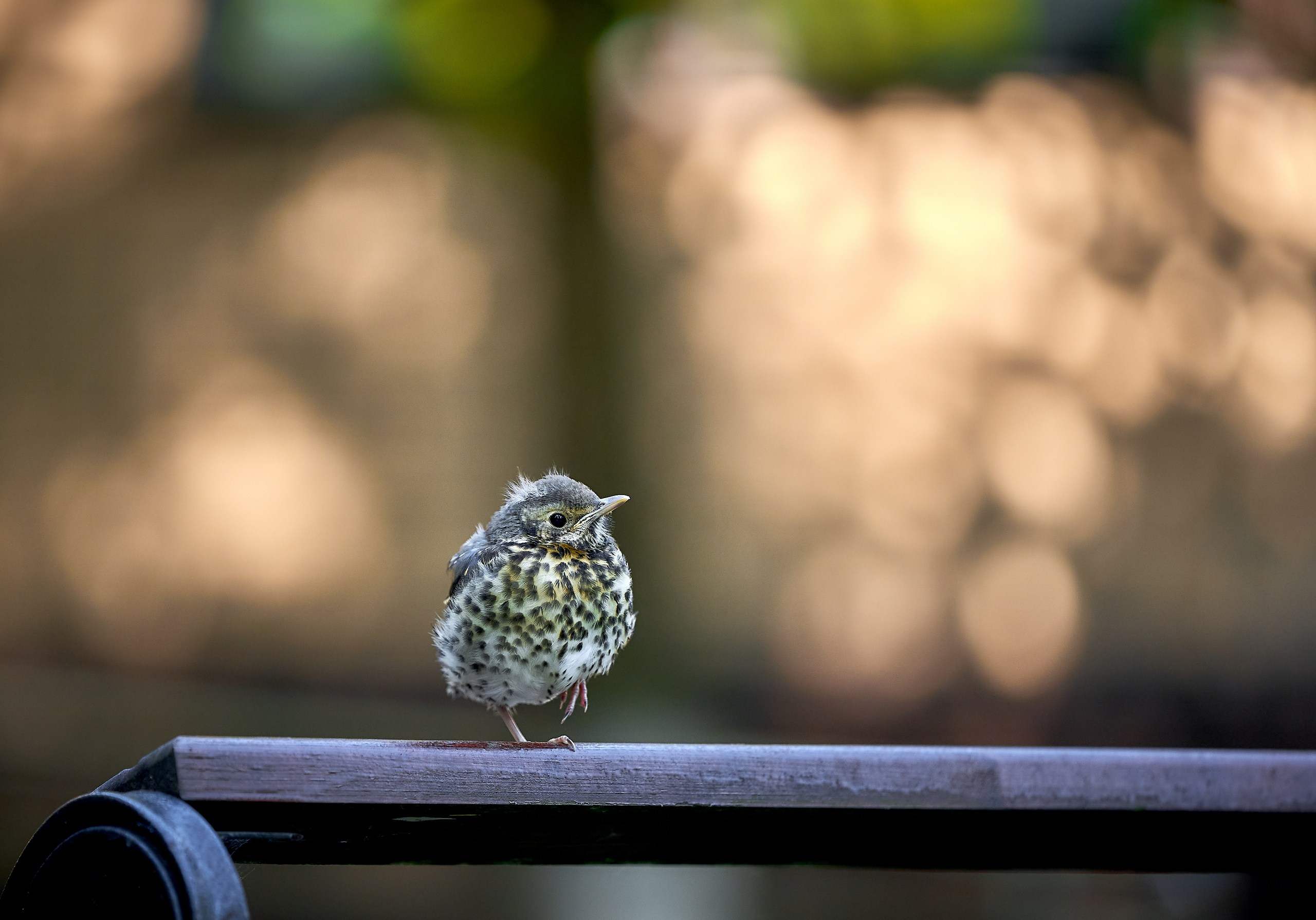 Фото птиц — галерея NATRIEL