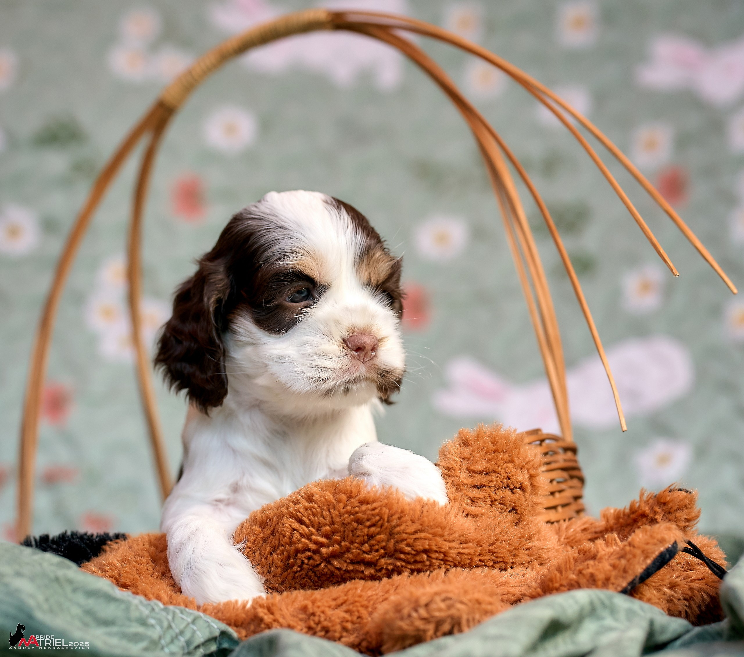 Щенки АмКокеров