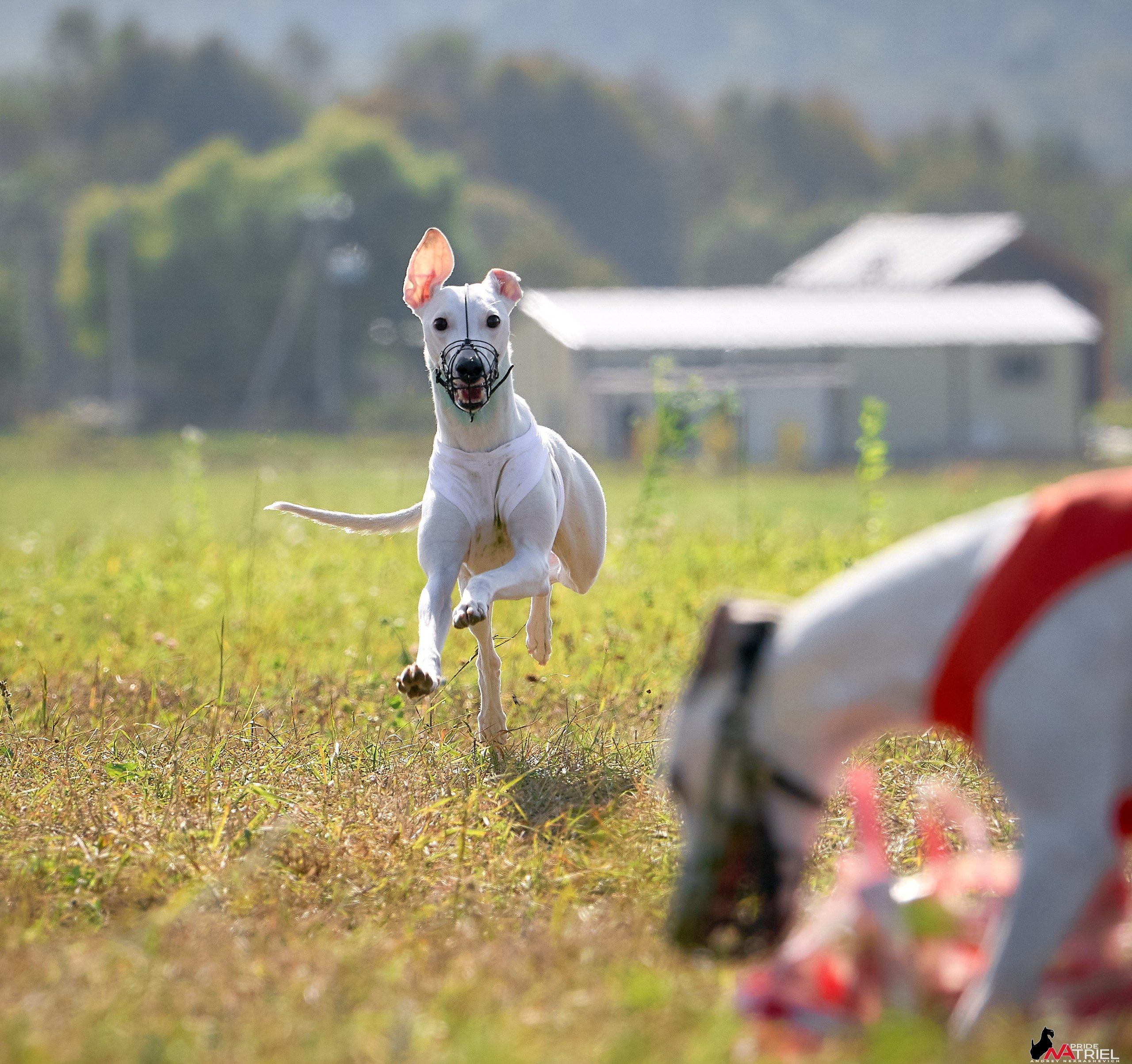 Съемка курсинг — галерея NATRIEL