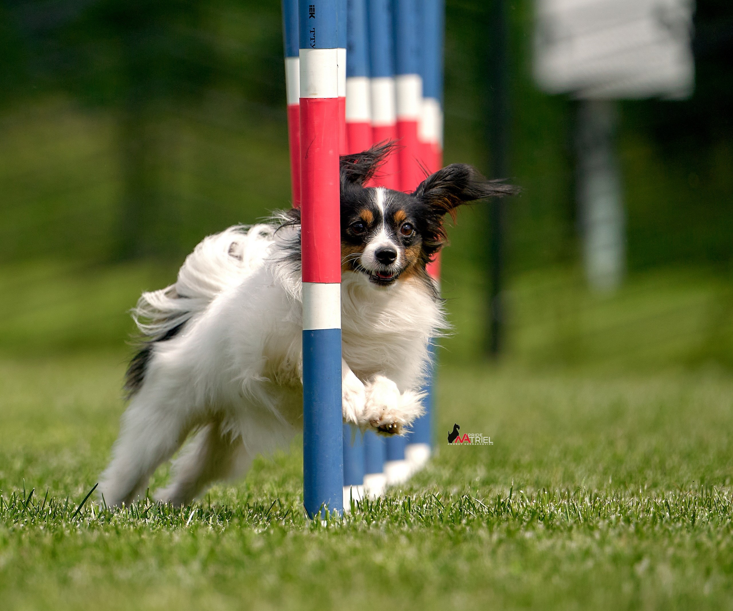 Аджилити — галерея NATRIEL