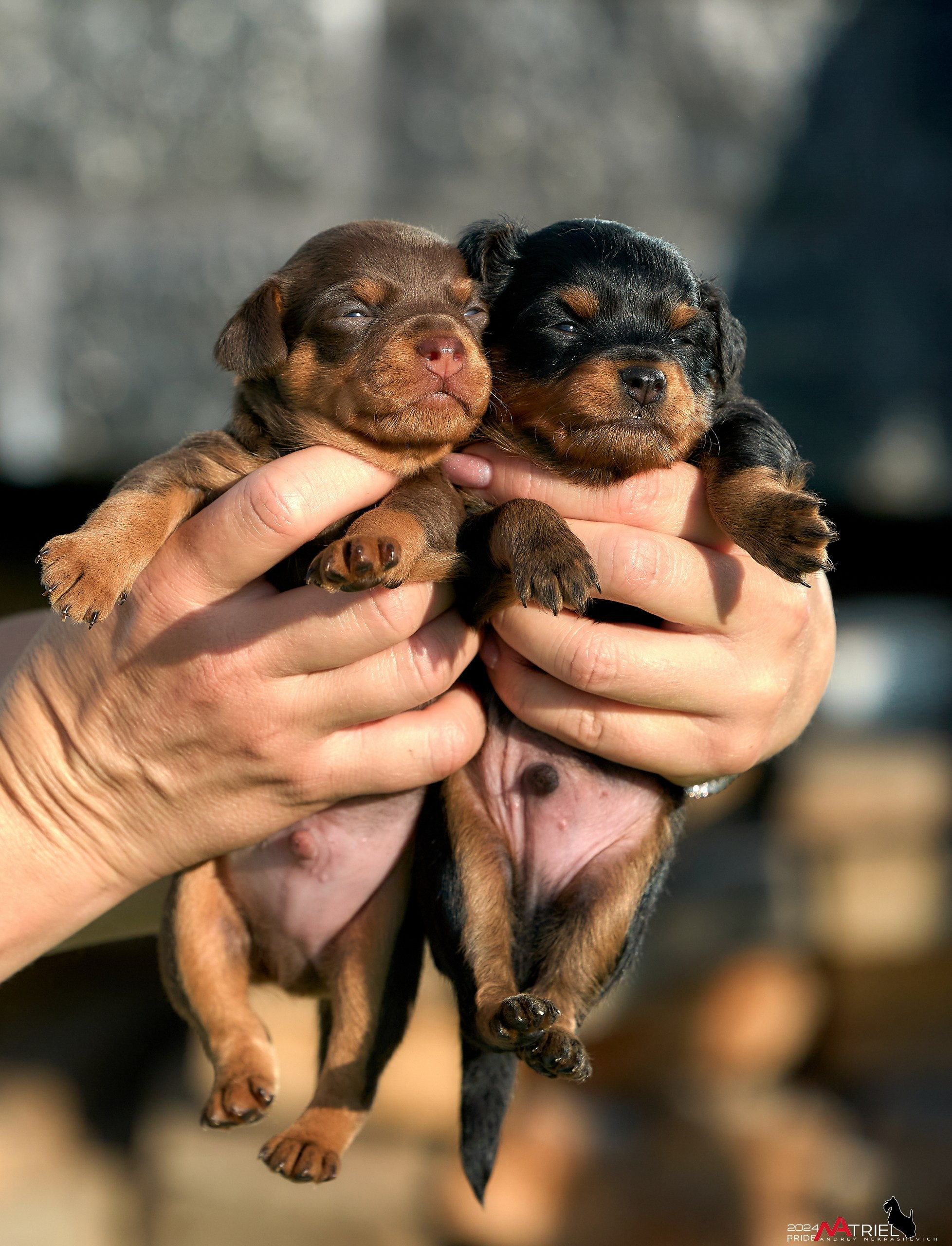 Фотопрогулка с крысариками