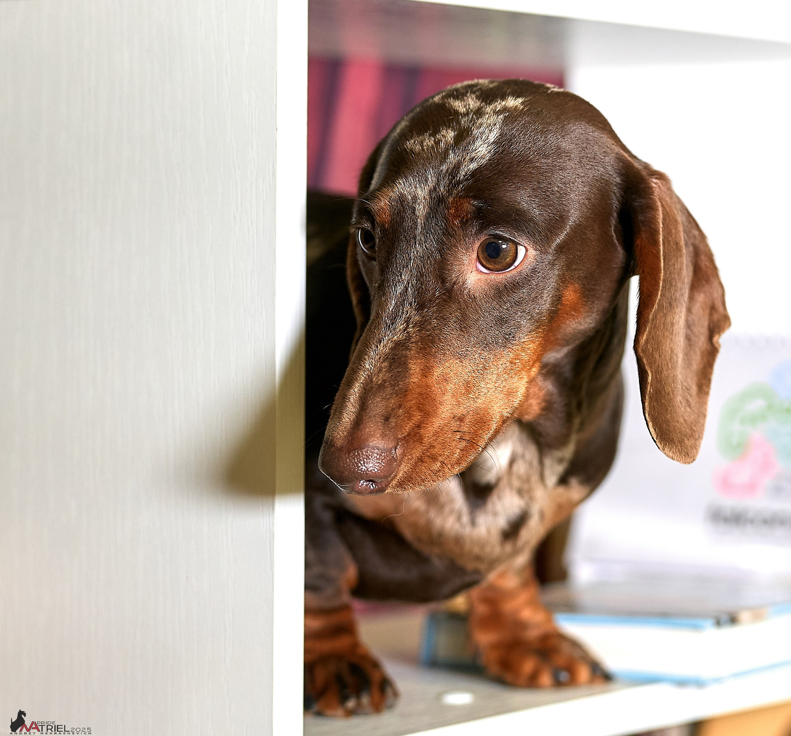 Съемка щенков таксы с мобильным светом