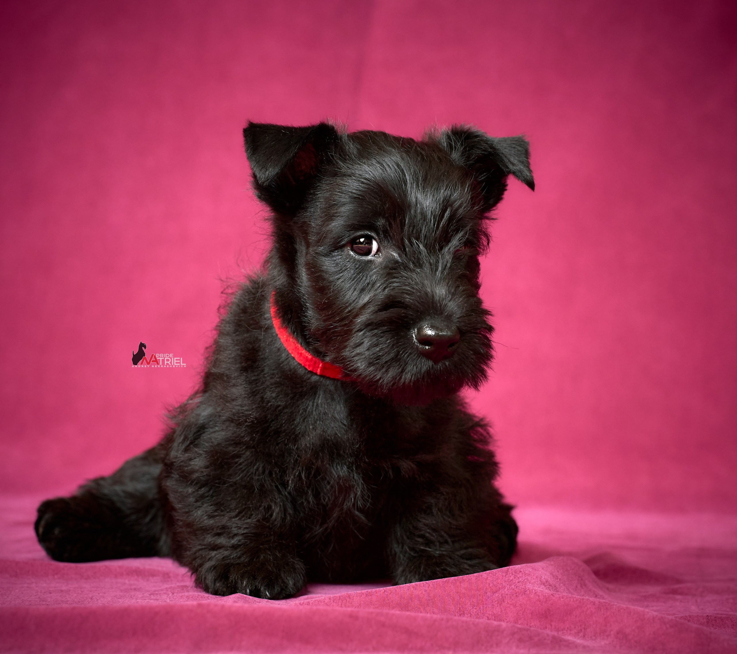 Щенки дома — галерея NATRIEL