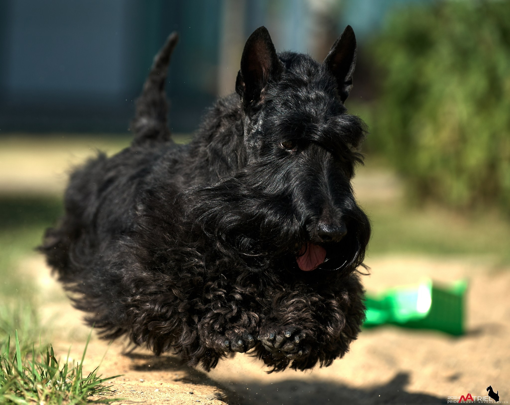 Фотопрогулка с шотландским терьером