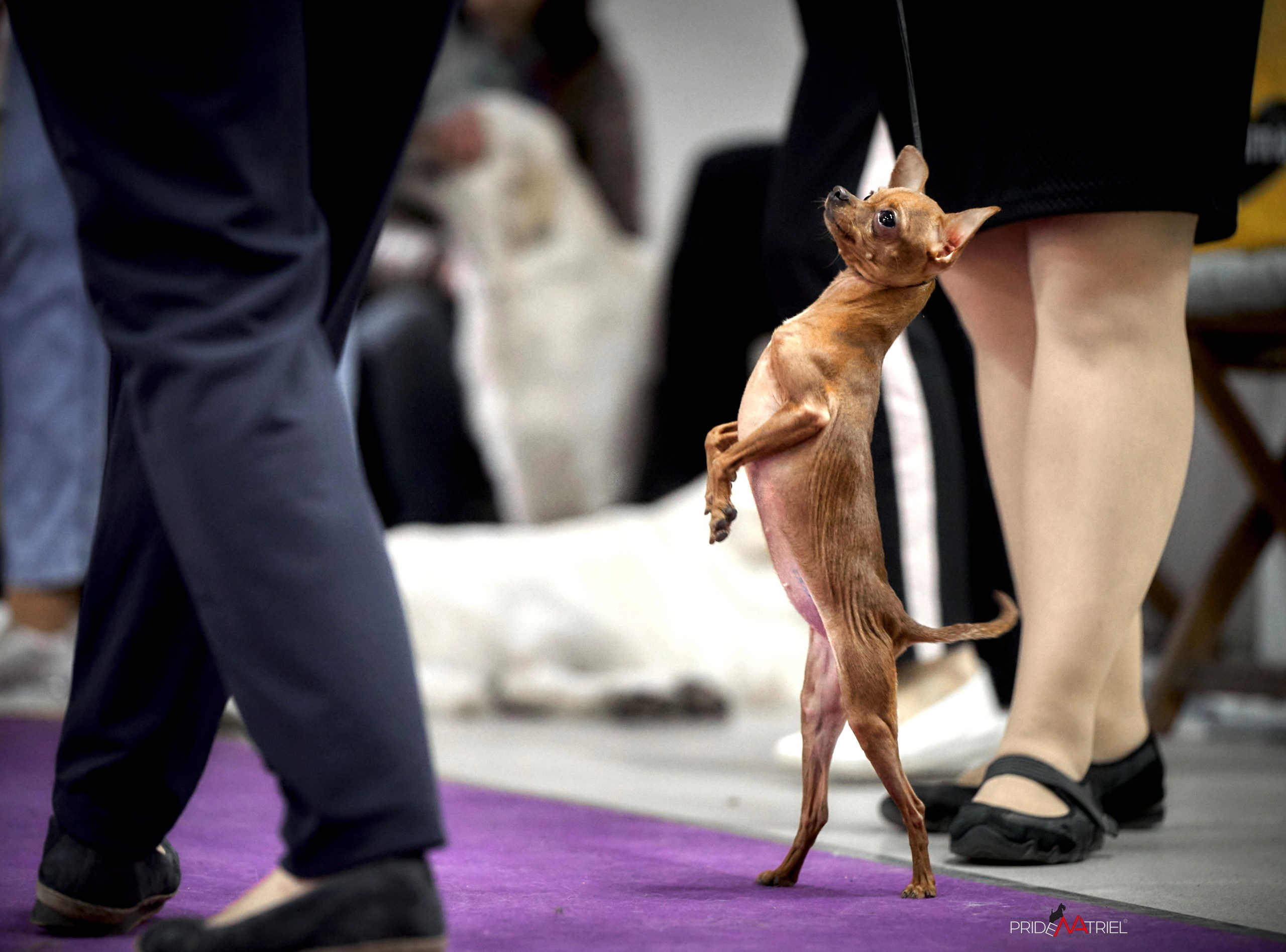 Работа в рингах — галерея NATRIEL