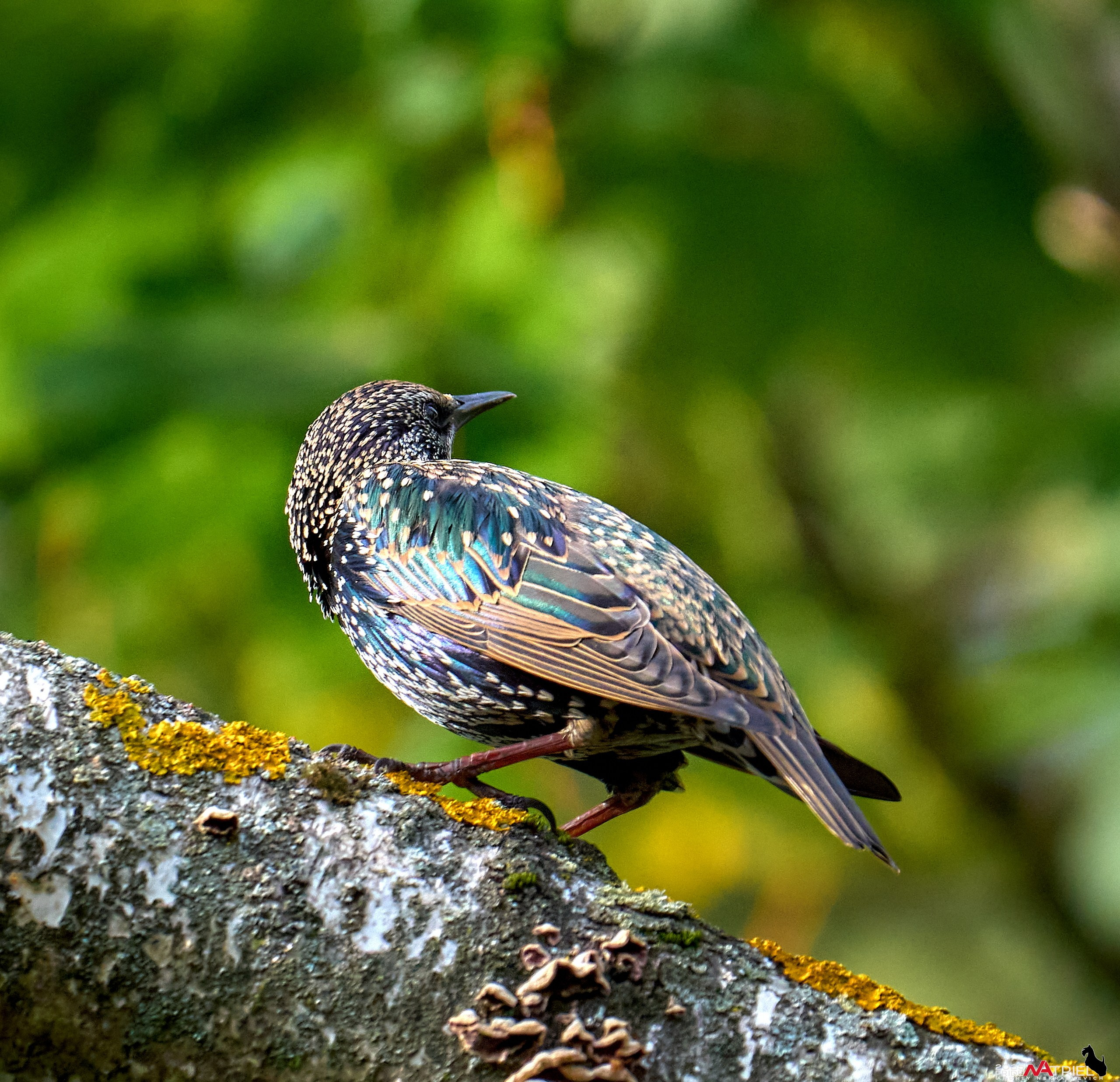 Съемка с объективом Sony 200-600 на камеру Sony A1m2