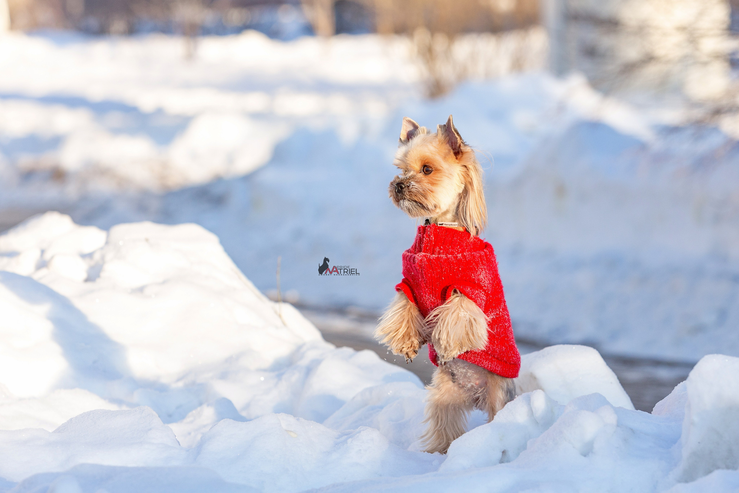 Йоркширский терьер Циля