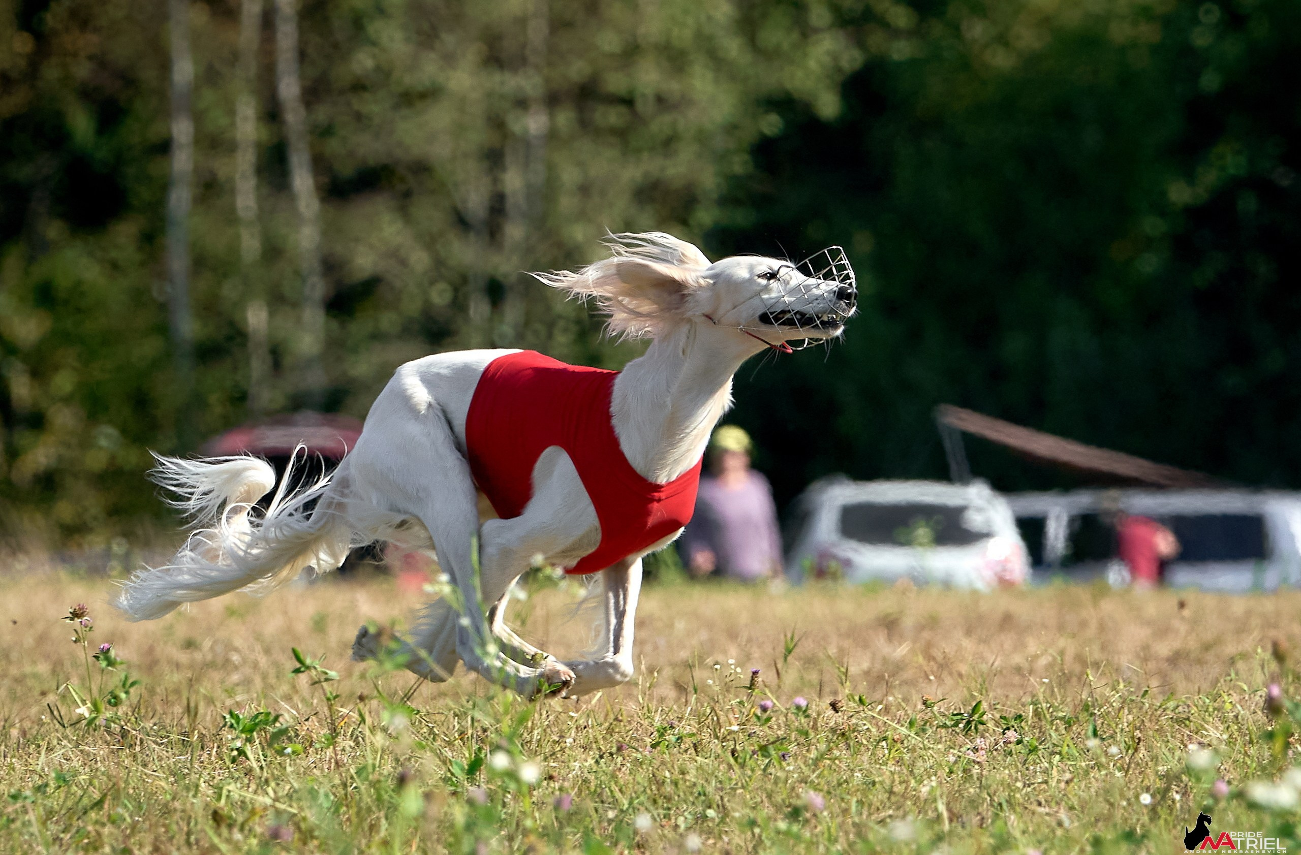 Съемка курсинг — галерея NATRIEL
