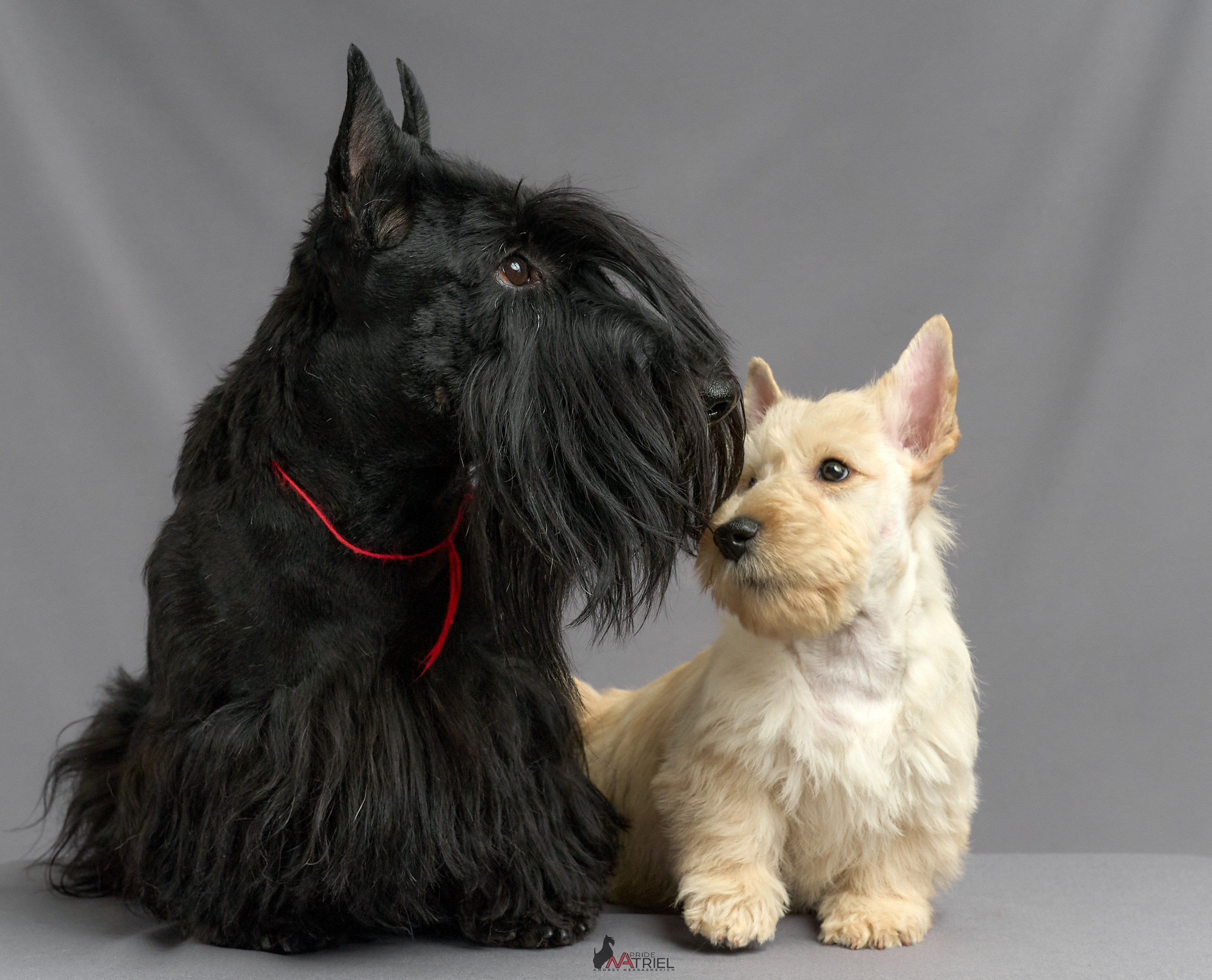 Съемка щенков скотч-терьеров