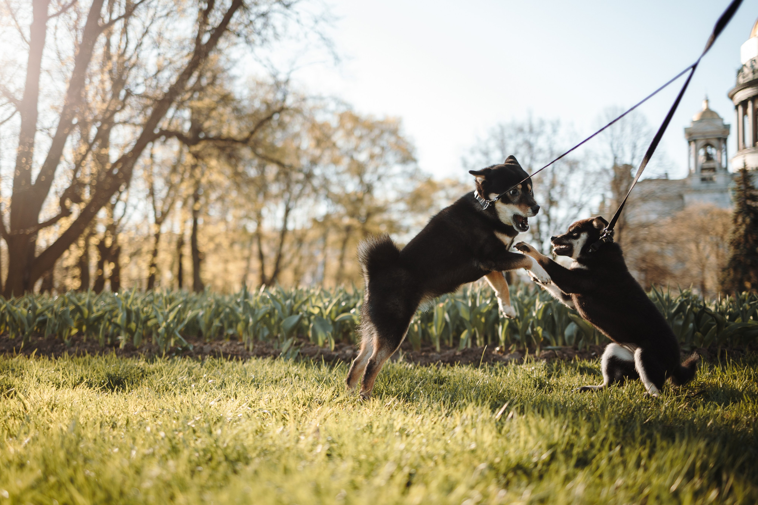 Даша и ее девочки. Фотограф — Анималист | Санкт-Петербург
