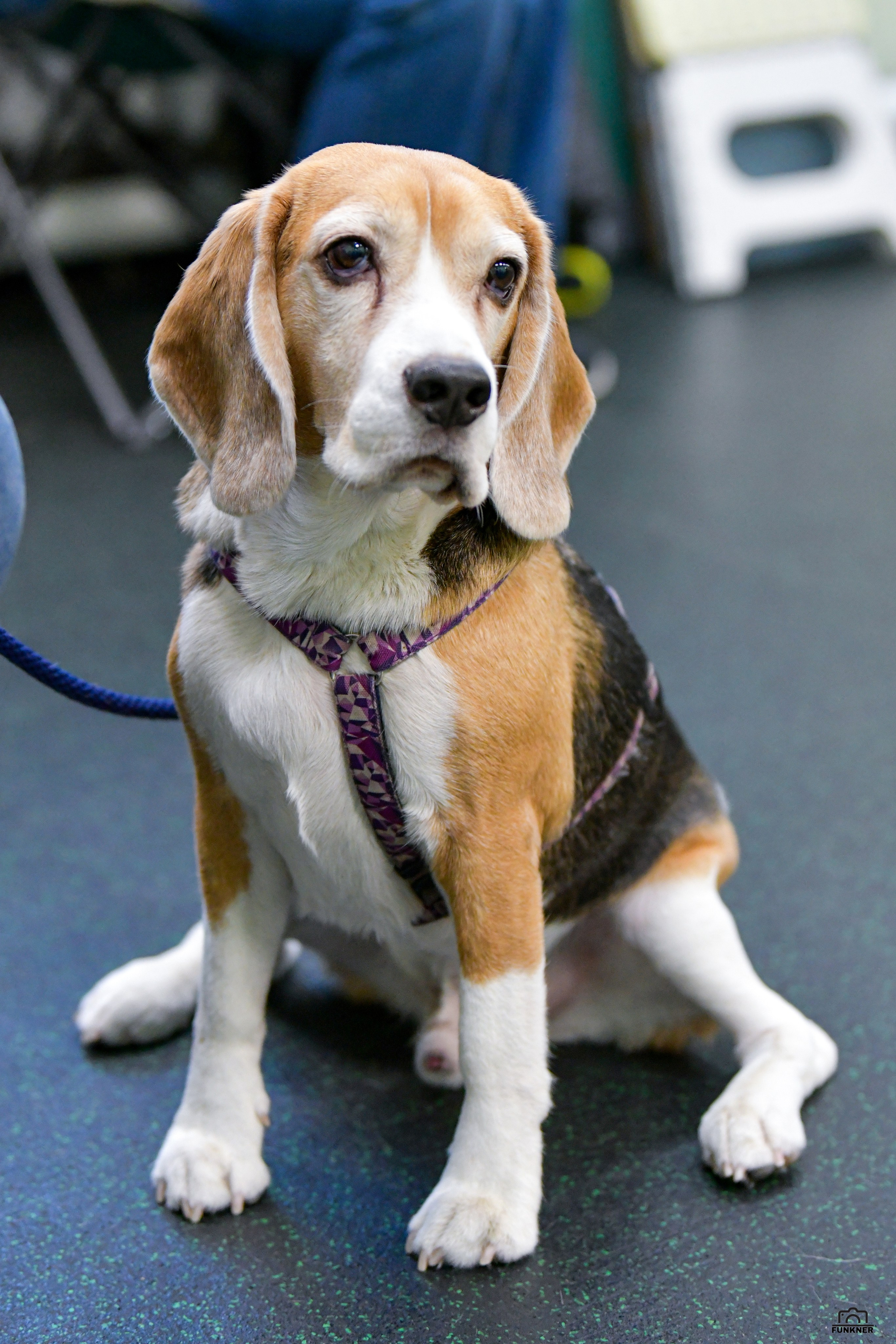 Кинологический клуб «Бодрый хвост». Свой взгляд через объектив