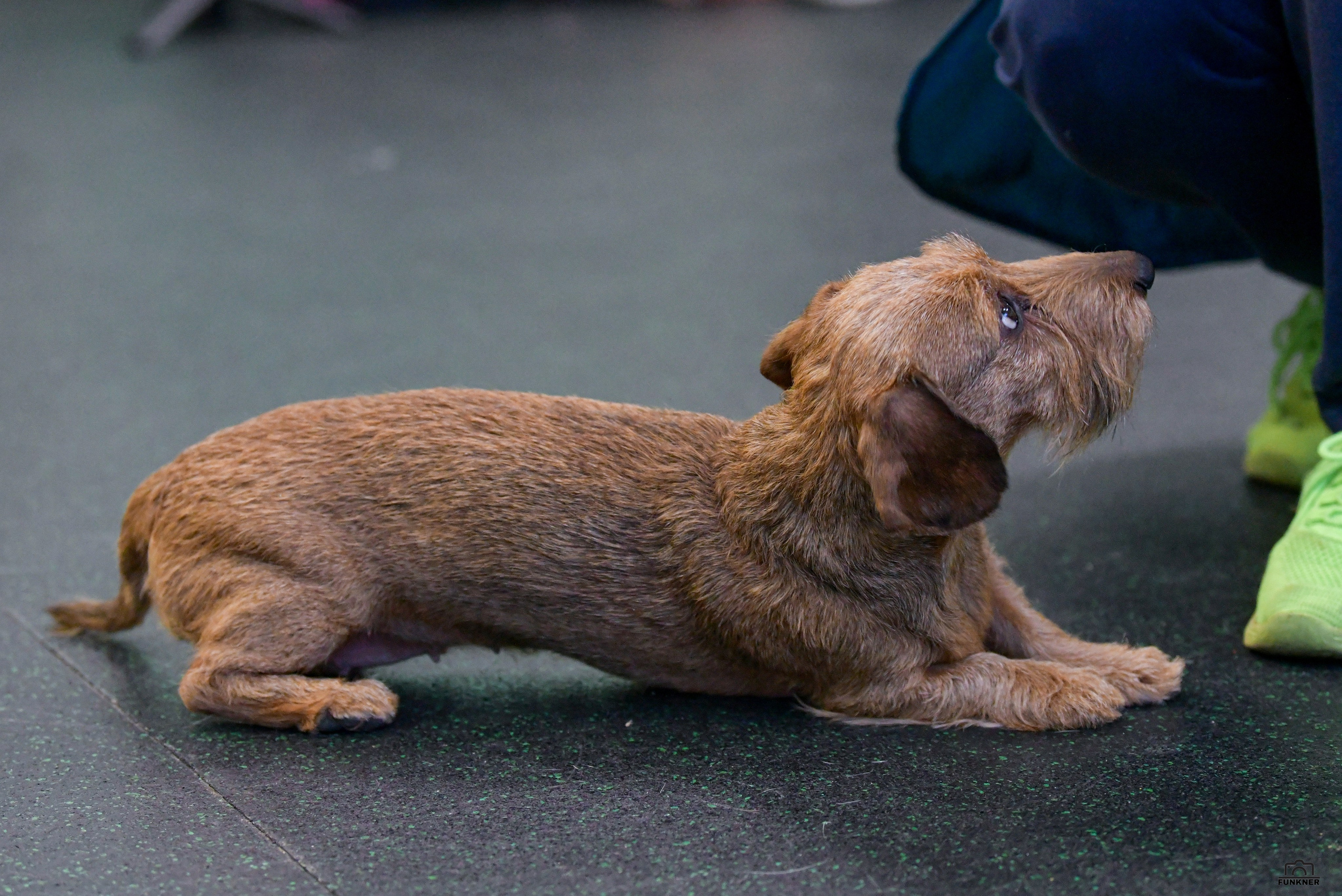 Кинологический клуб «Бодрый хвост». Свой взгляд через объектив