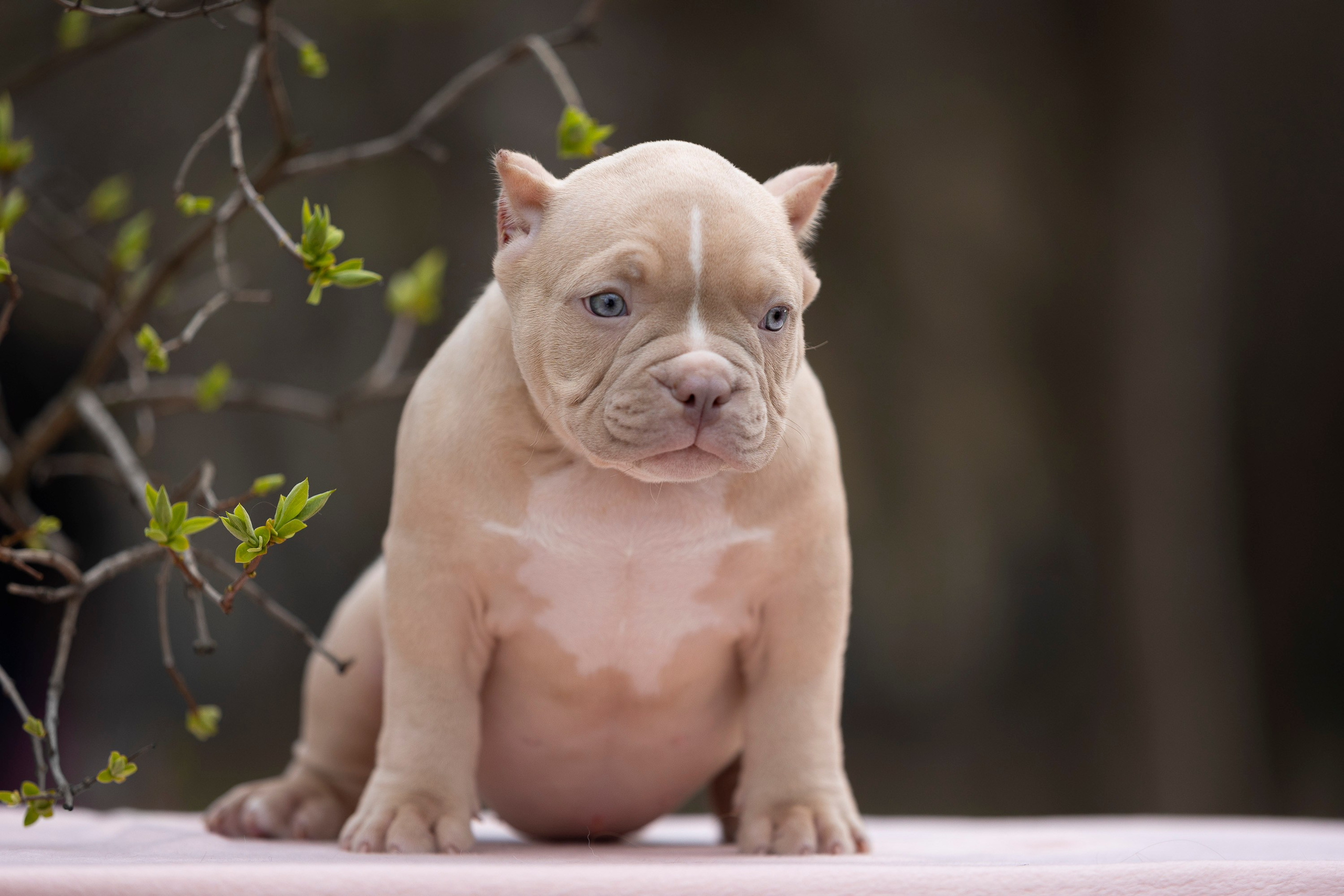 Американский Булли. Фотограф анималист, семейный фотограф, фотограф собак Комратова Мария. г. Москва