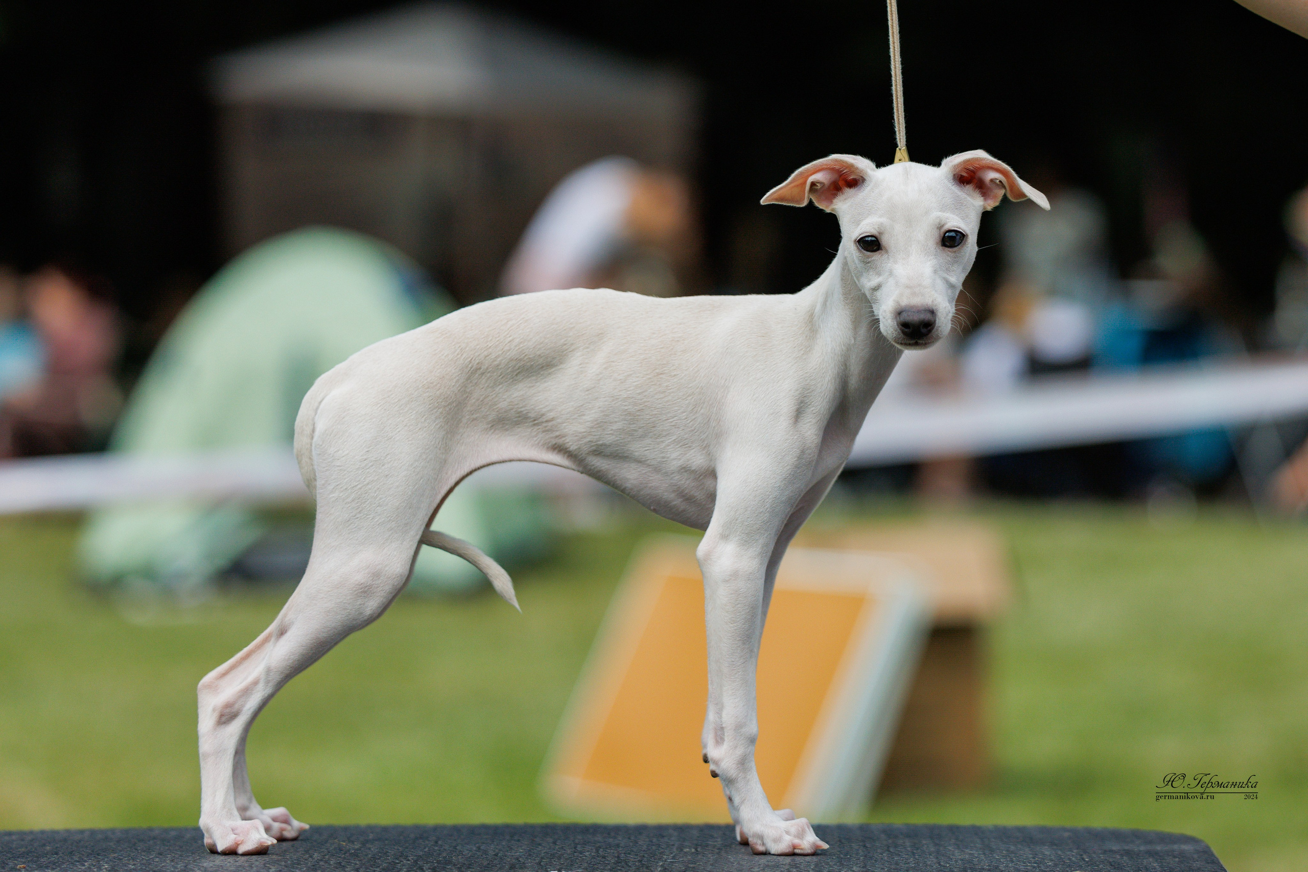 Ярославль 21.07.24 и Балашиха 13.07.24. Фотограф-анималист Юлия Германика