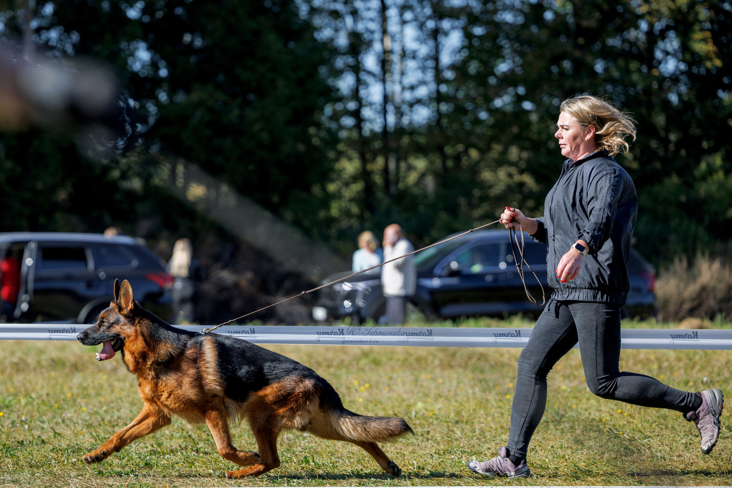 Тверь немецкие овчарки 22.09.2024. Фотограф-анималист Юлия Германика