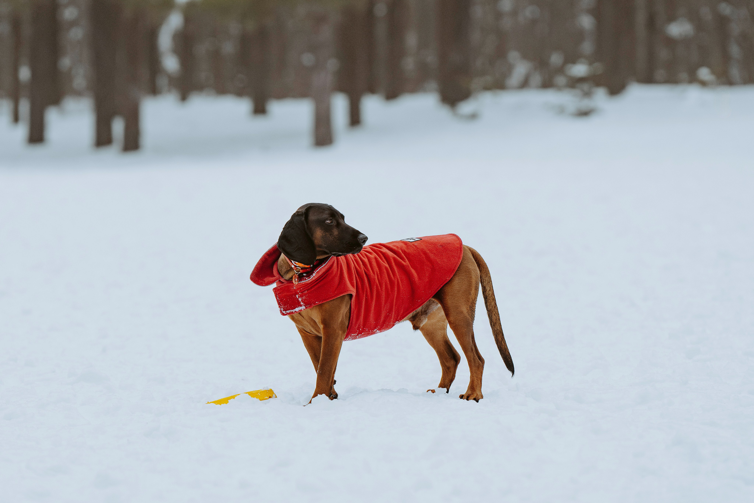 Ольга, Рора и Румпель. Фотограф анималист в Спб недорого Олеся Майорова