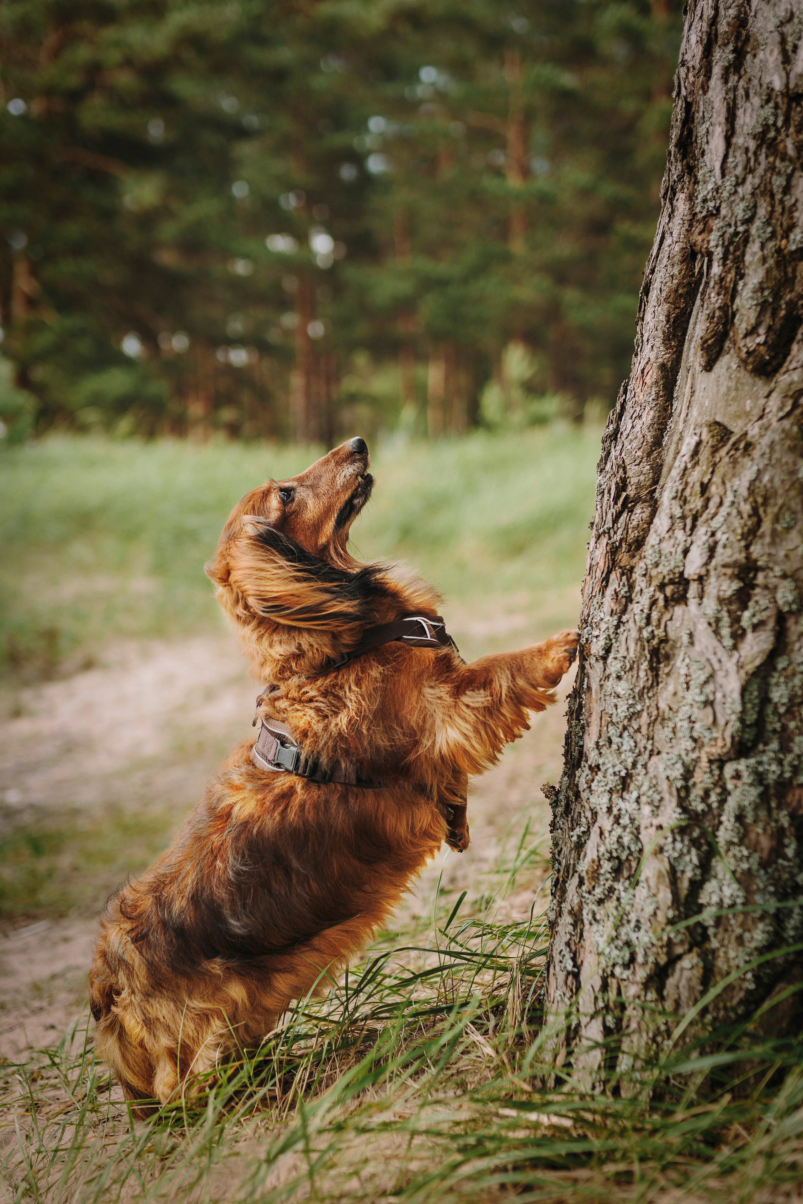 Фотосессия с длиношерстной таксой на пляжн. Фотограф анималист в Спб недорого Олеся Майорова
