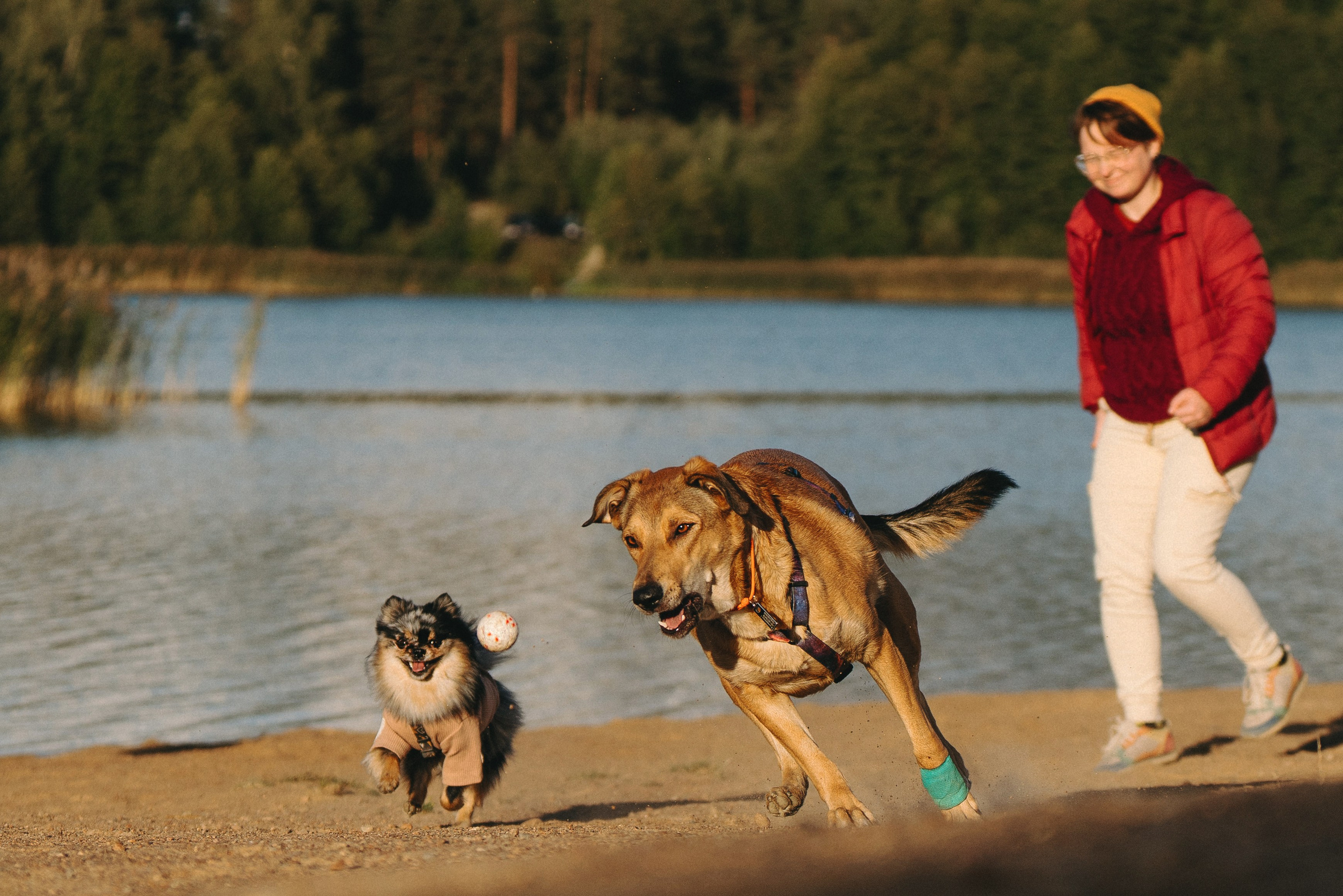 Семейная фотосессия с двумя собаками на закате. Фотограф анималист в Спб недорого Олеся Майорова