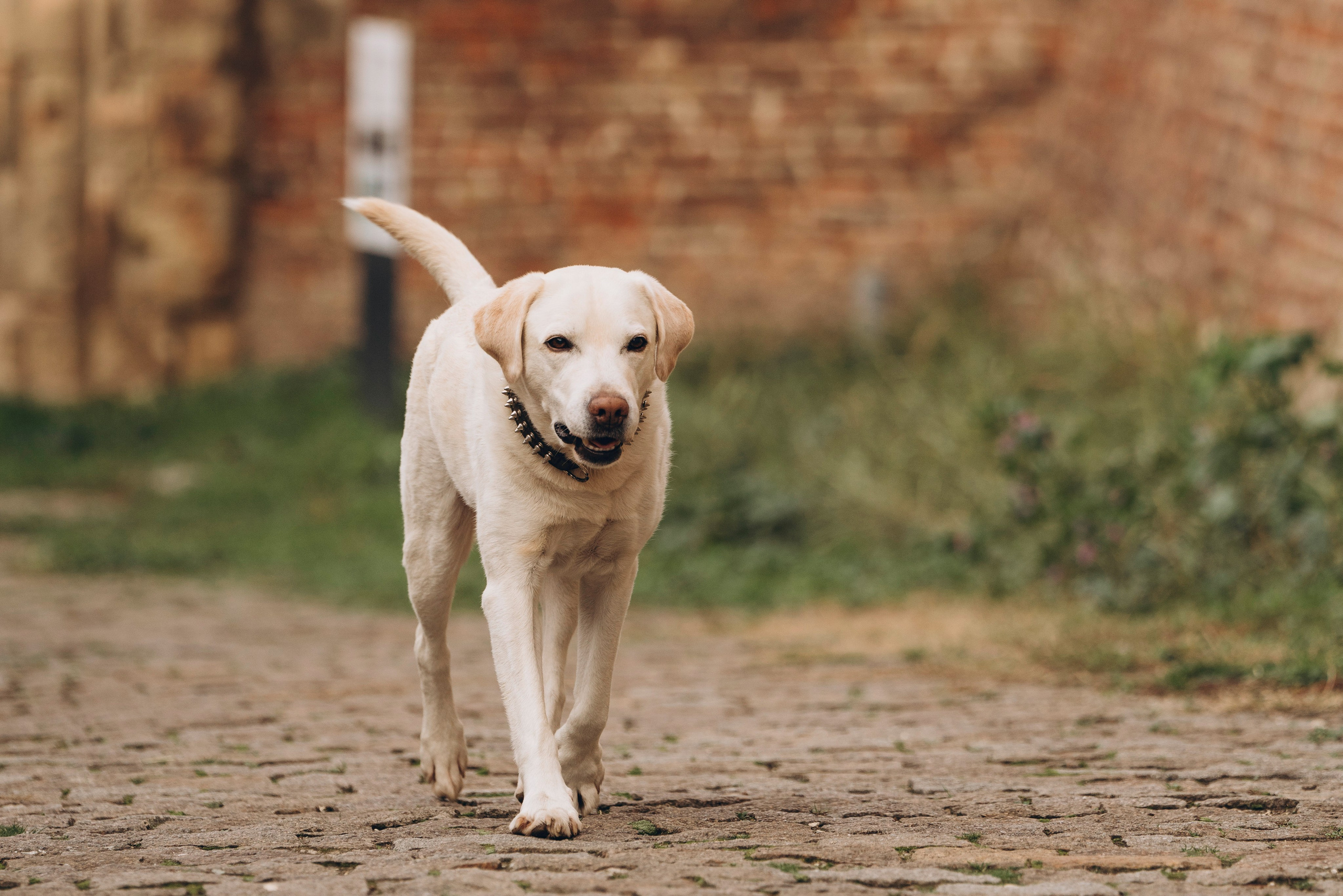 Вати, Лена и Леван. Фотограф анималист в Спб недорого Олеся Майорова