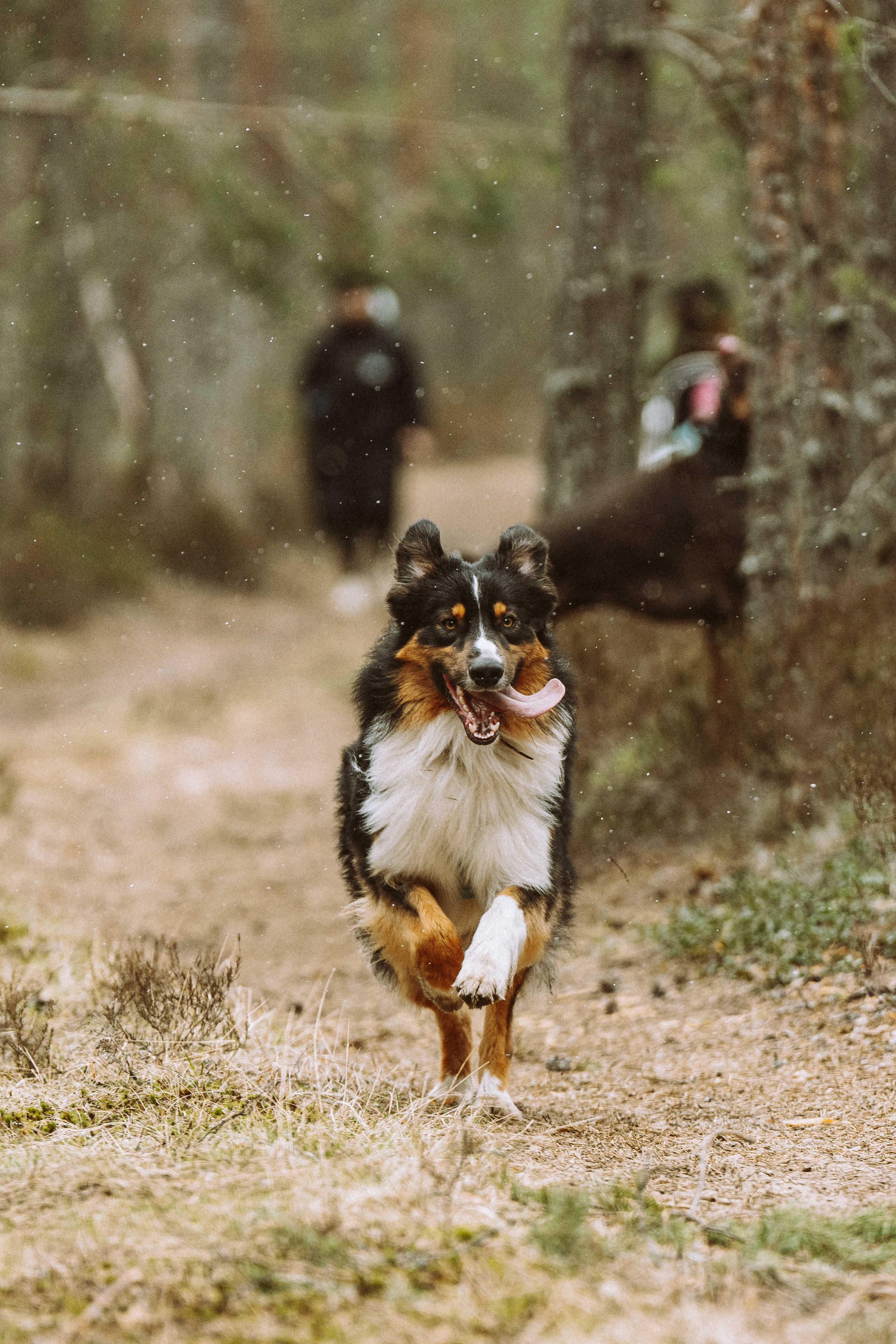 Дог трекинг к финскому хутору. Фотограф анималист в Спб недорого Олеся Майорова