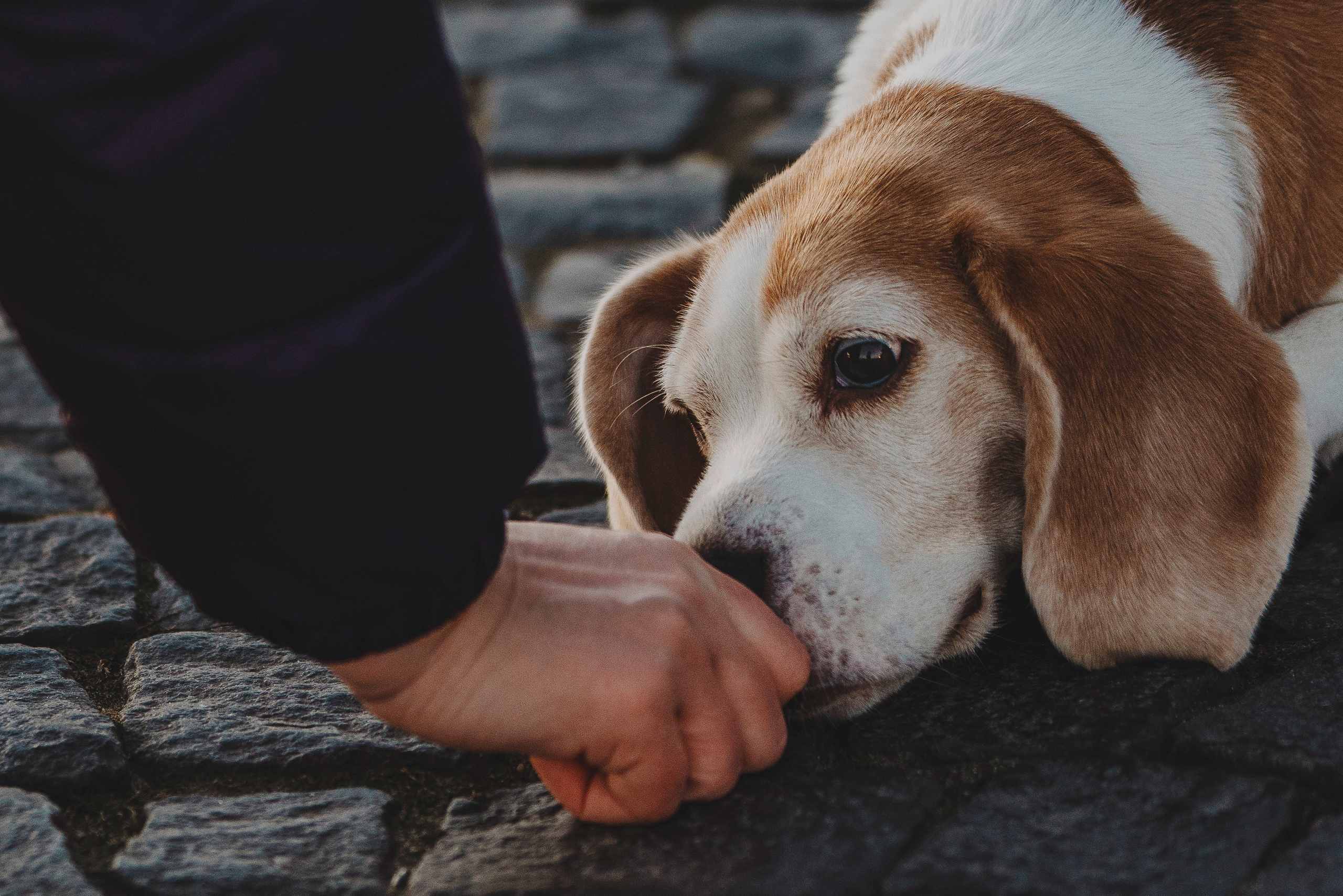 Ксения и Гаечка. Фотограф анималист в Спб недорого Олеся Майорова