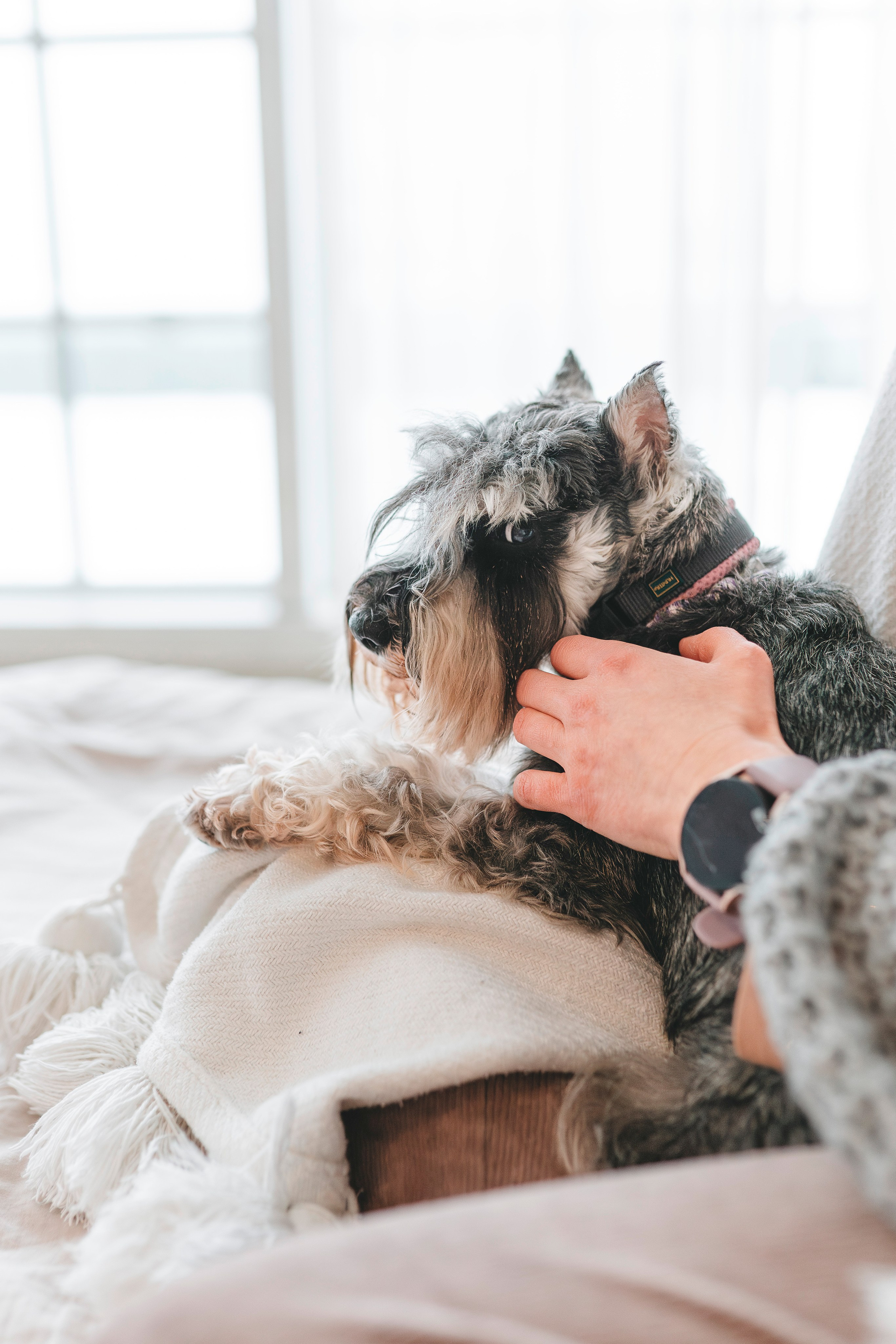 Ольга и Сатори. Фотограф анималист в Спб недорого Олеся Майорова