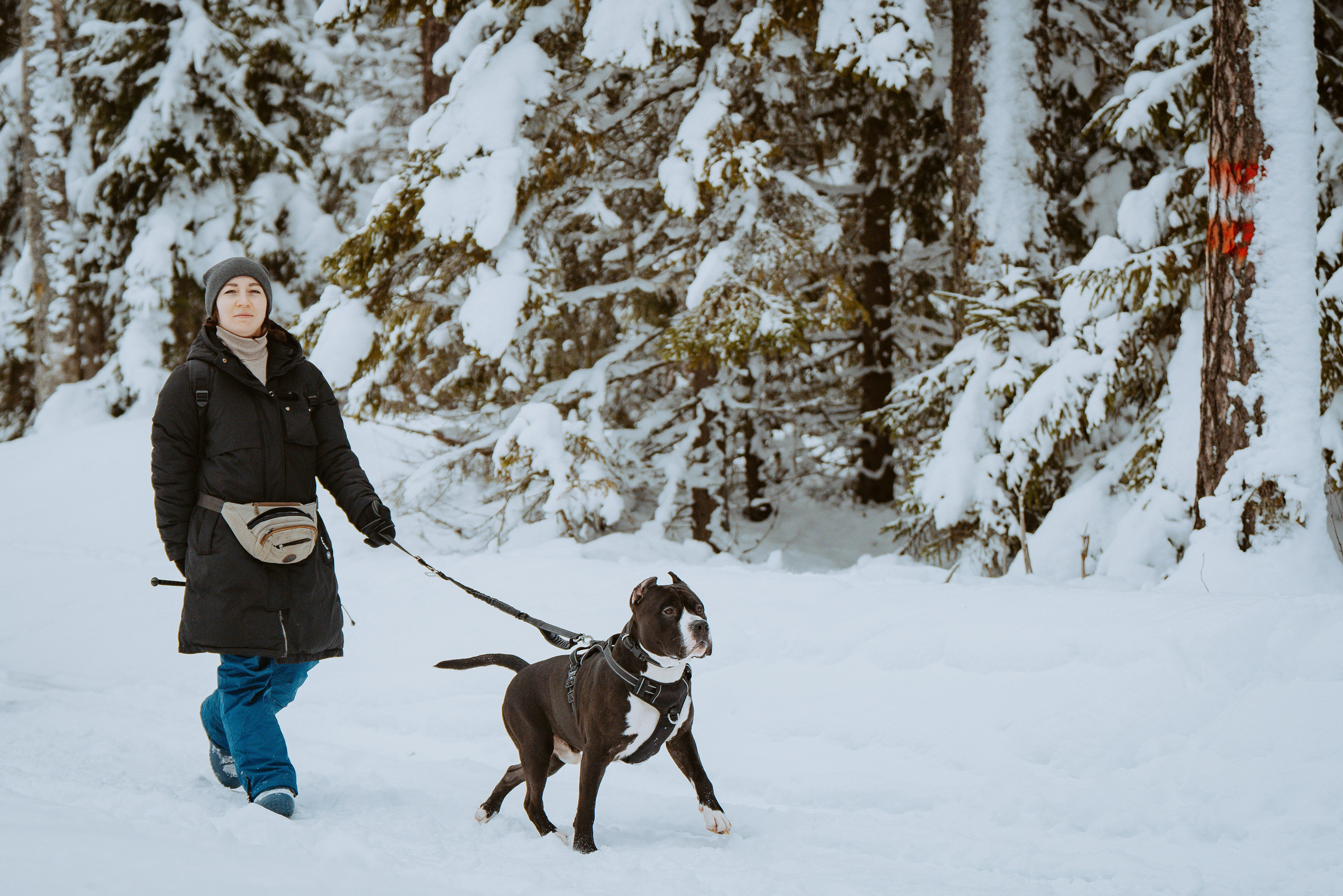Дог трекинг. Фотограф анималист в Спб недорого Олеся Майорова