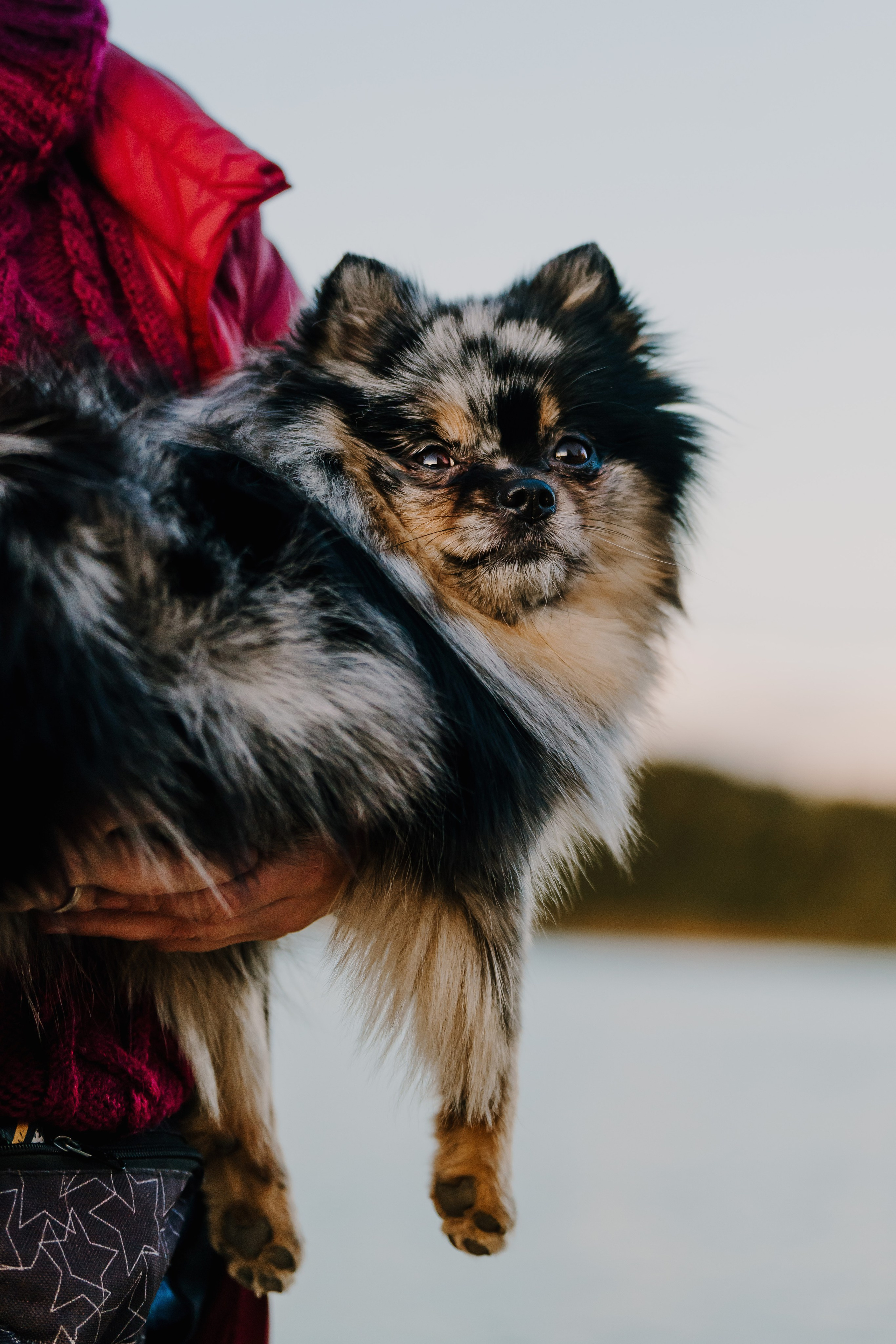 Семейная фотосессия с двумя собаками на закате. Фотограф анималист в Спб недорого Олеся Майорова