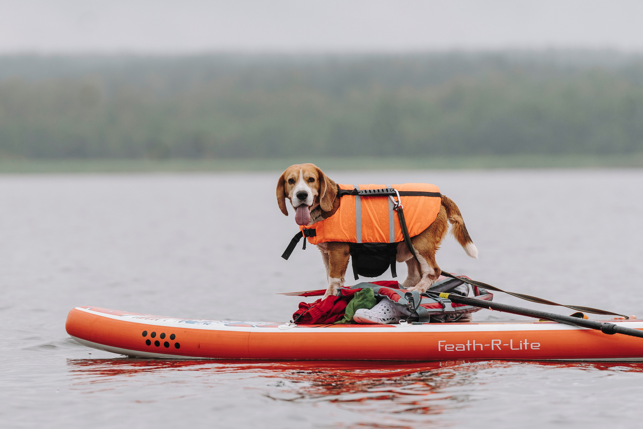 Катание на сапах с собаками. Фотограф анималист в Спб недорого Олеся Майорова