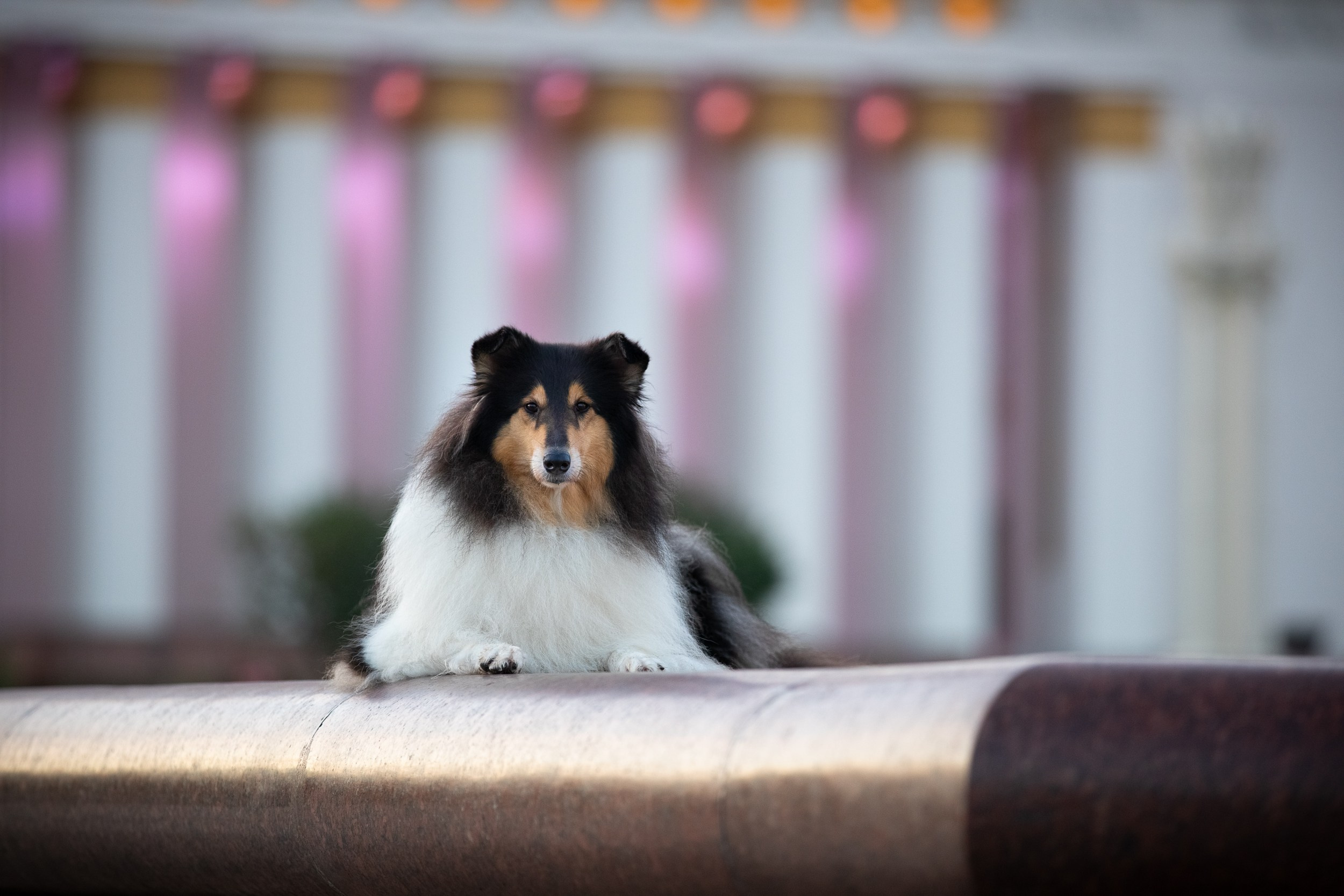 Съемка с питомцем на рассвете в Москве. Фотограф-анималист в Москве и Московской области Татьяна Фролова