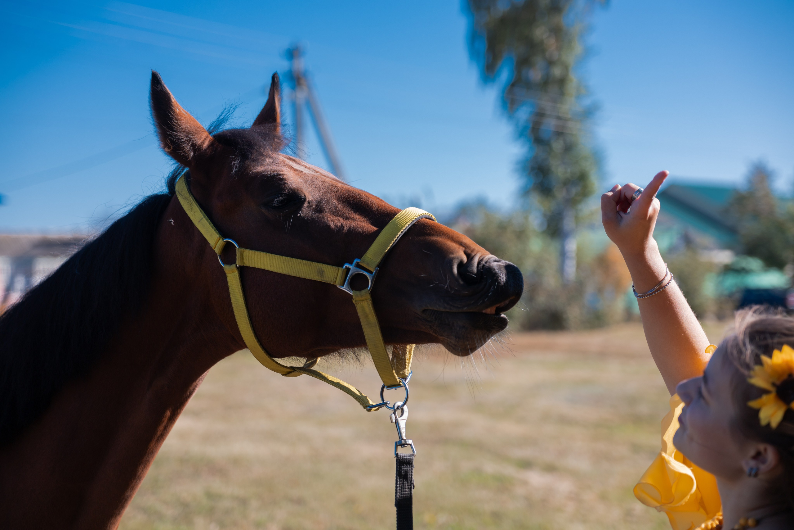 Фотосессия с лошадьми
