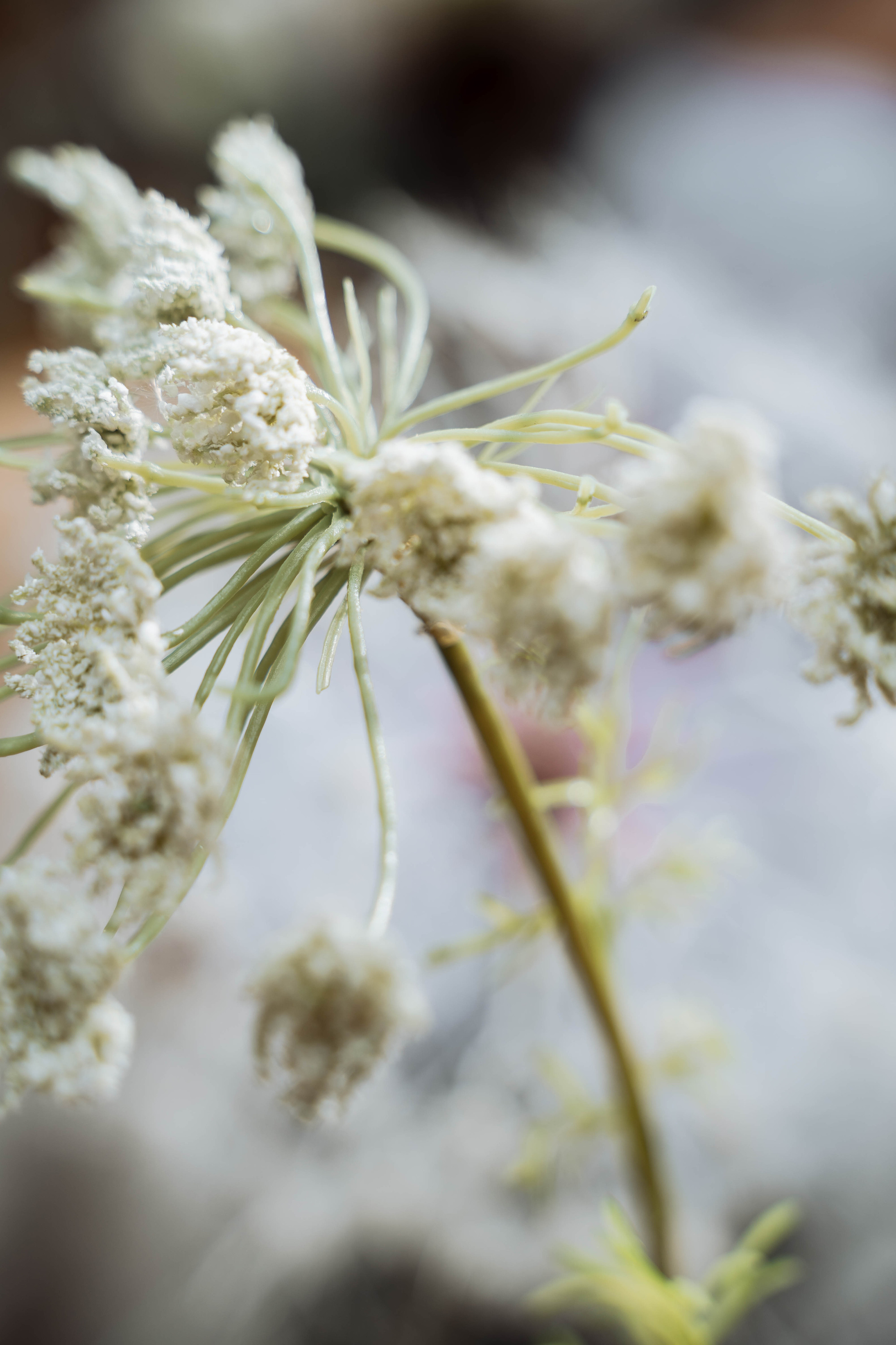 Дмитрий и Мария. Свадебный фотограф в Сургуте