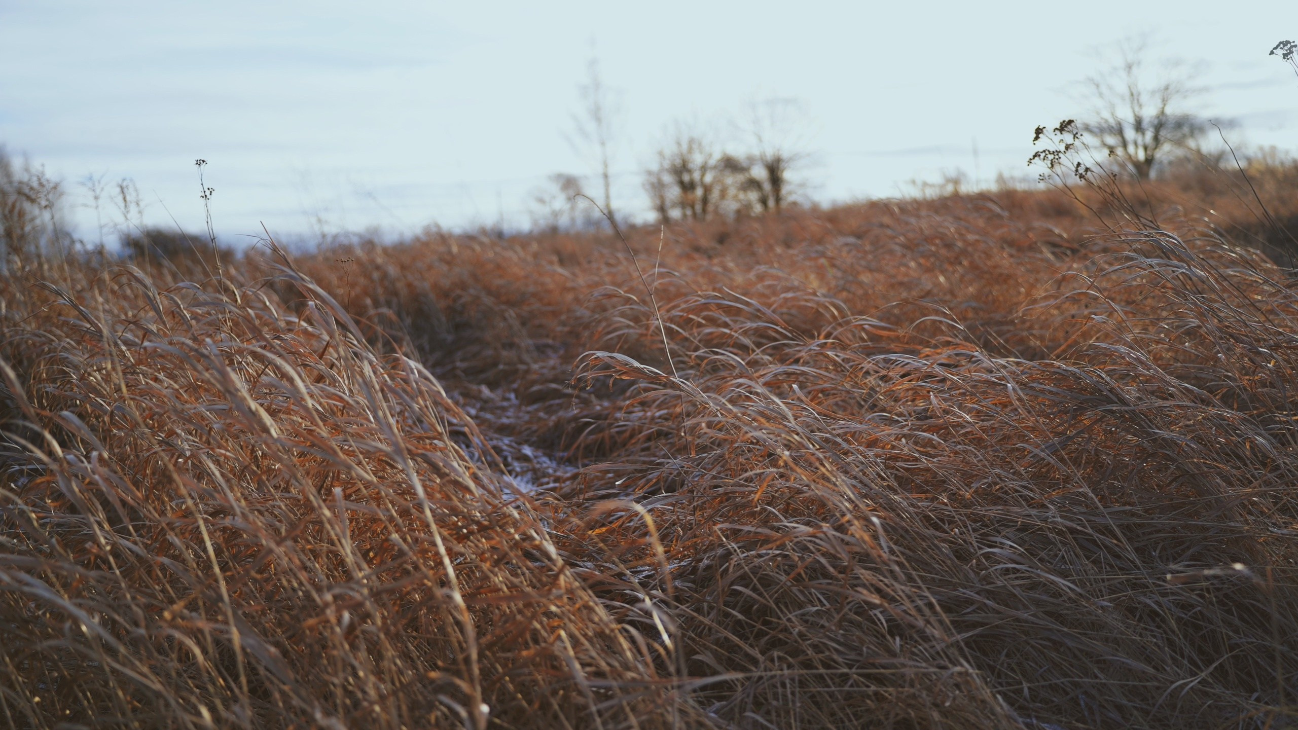CATLAND. Фотограф и визуальный художник в Туле / Николай Рейзвих
