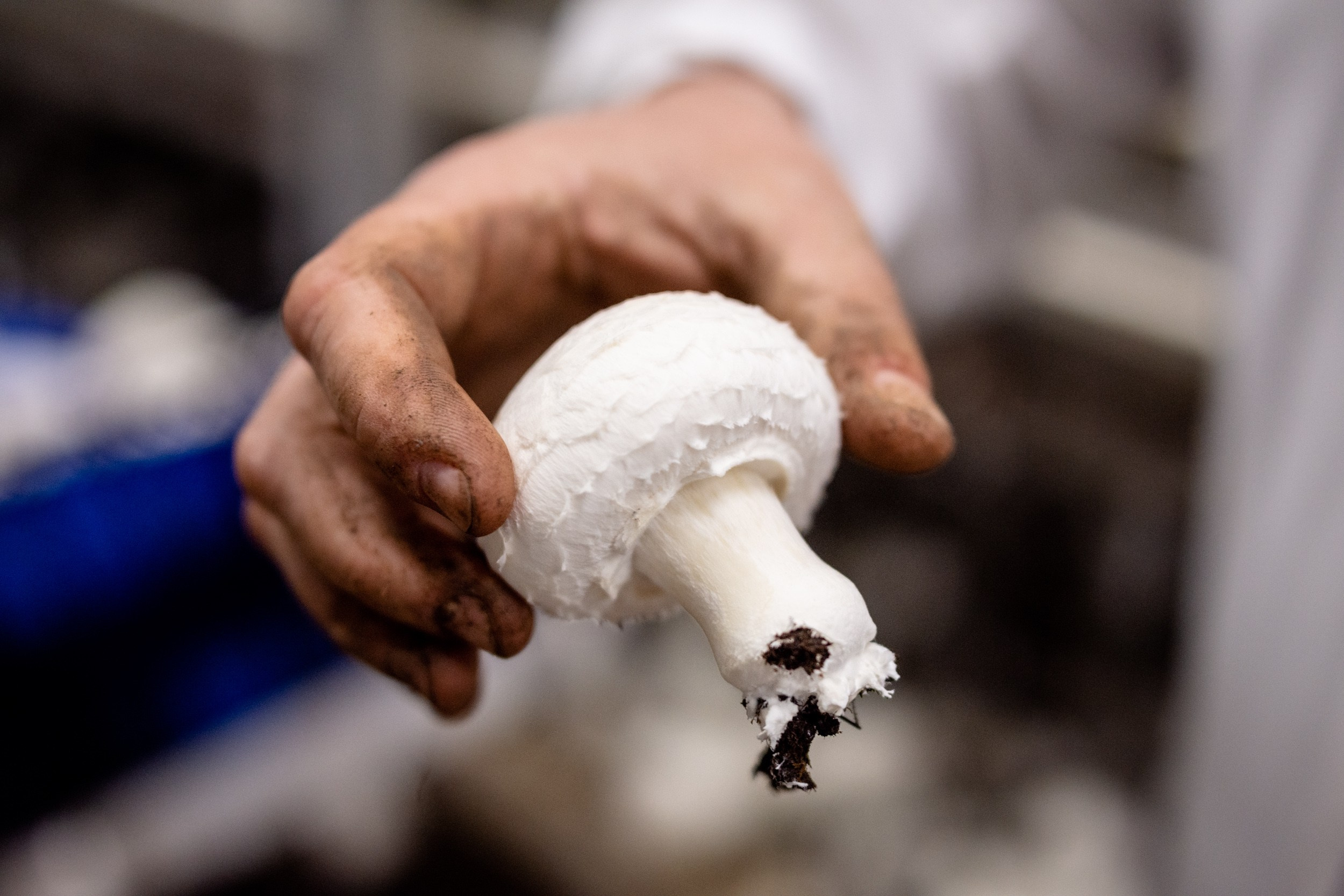 IGS AGRO завод шампиньонов. Коммерческий фотограф в Казани Ксения Добролюбова