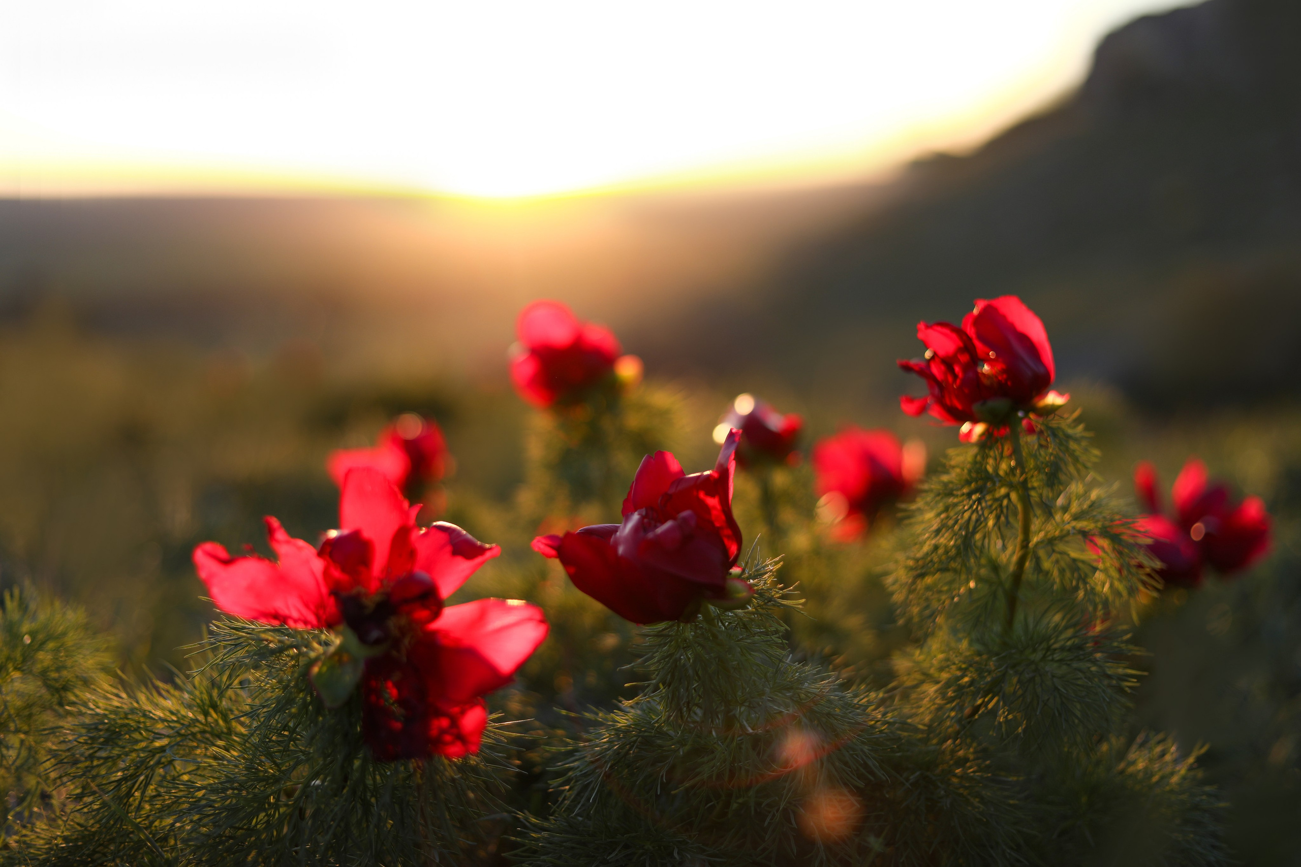 ПИОНЫ. Фотограф Севастополь/Крым Светлана Евтушенко