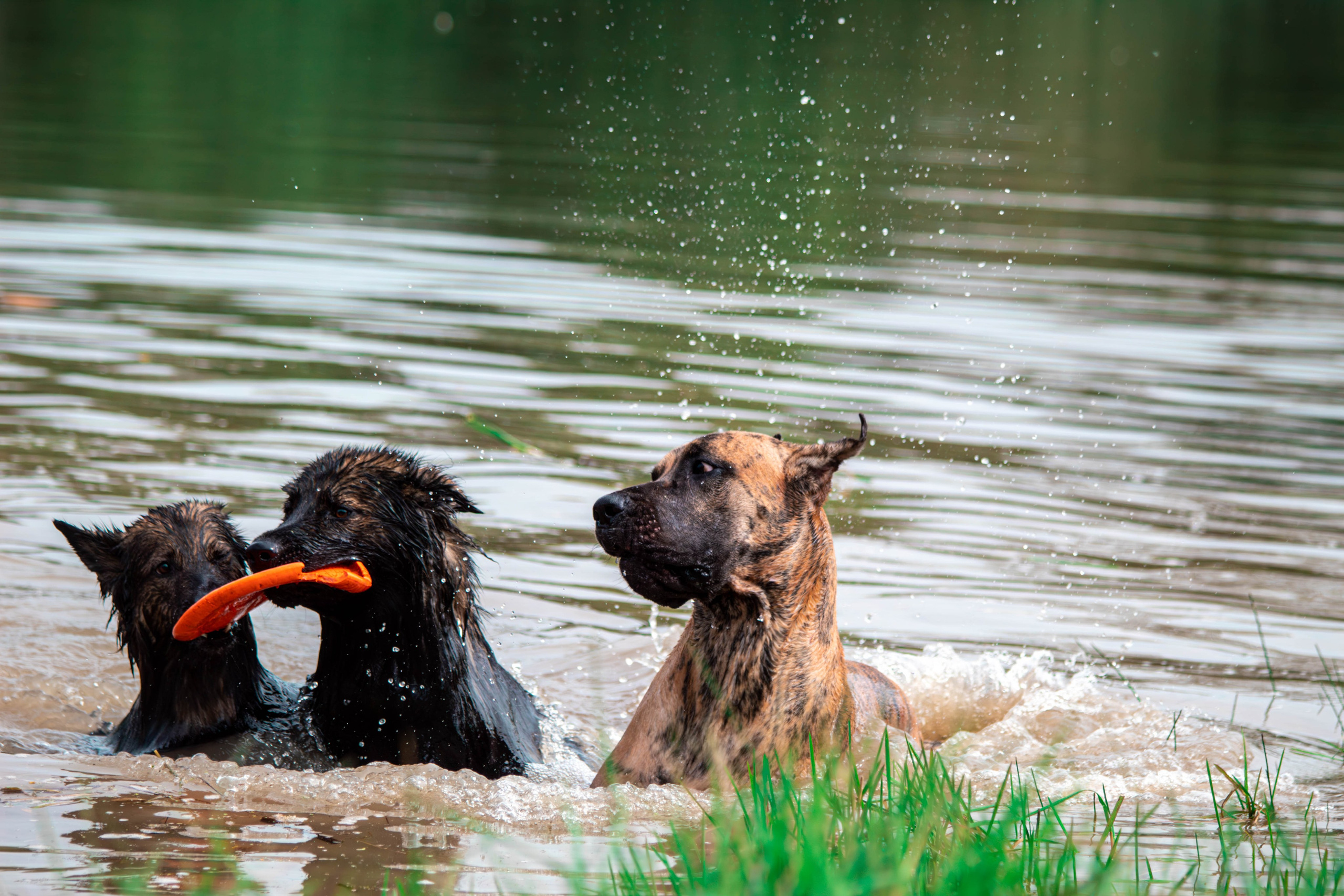 Фотосессии с животными Тула. Фотограф анималист — Тула, Москва