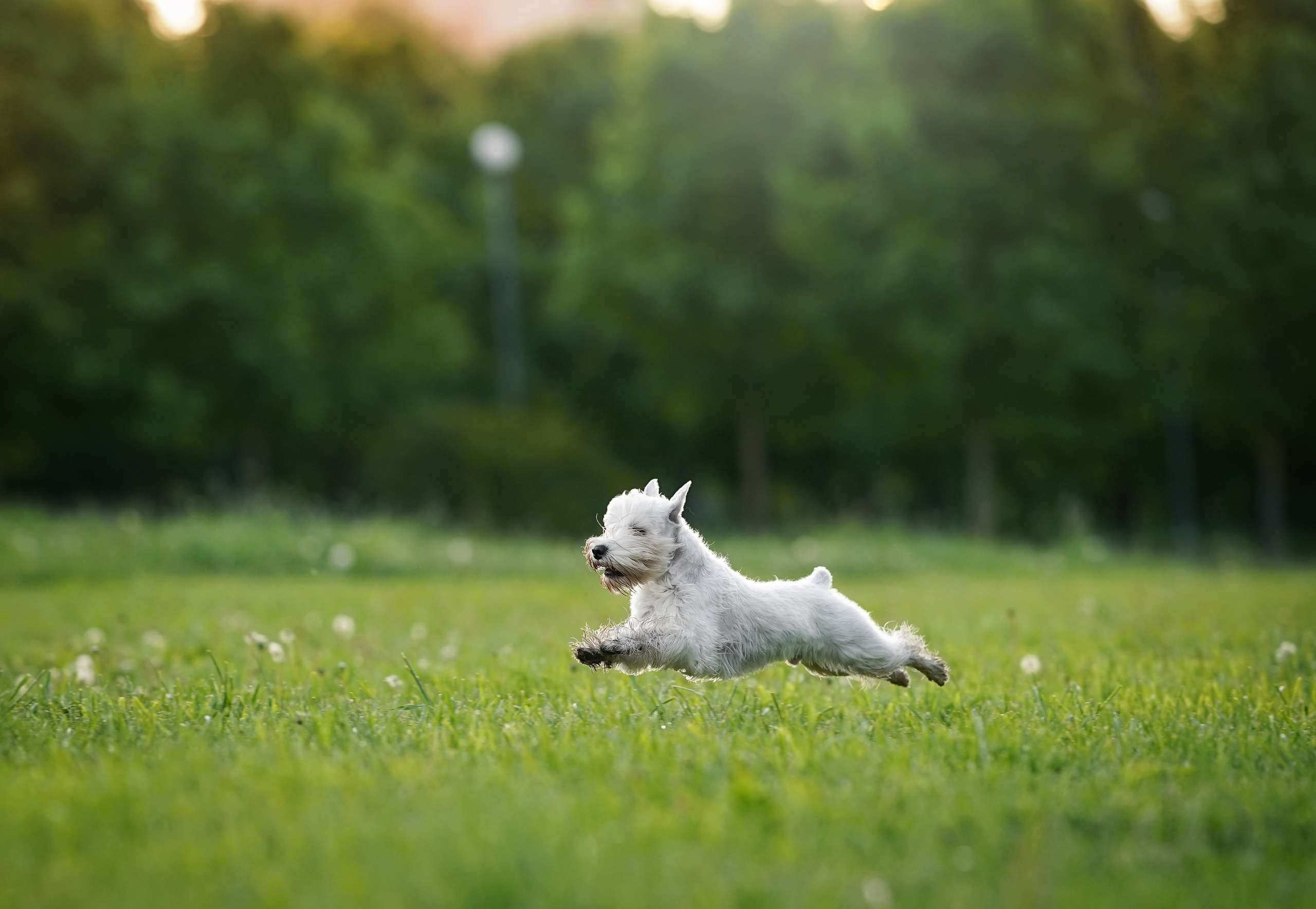 Оля и Доминик. Фотограф-анималист в Санкт-Петербурге Яна Мартынова