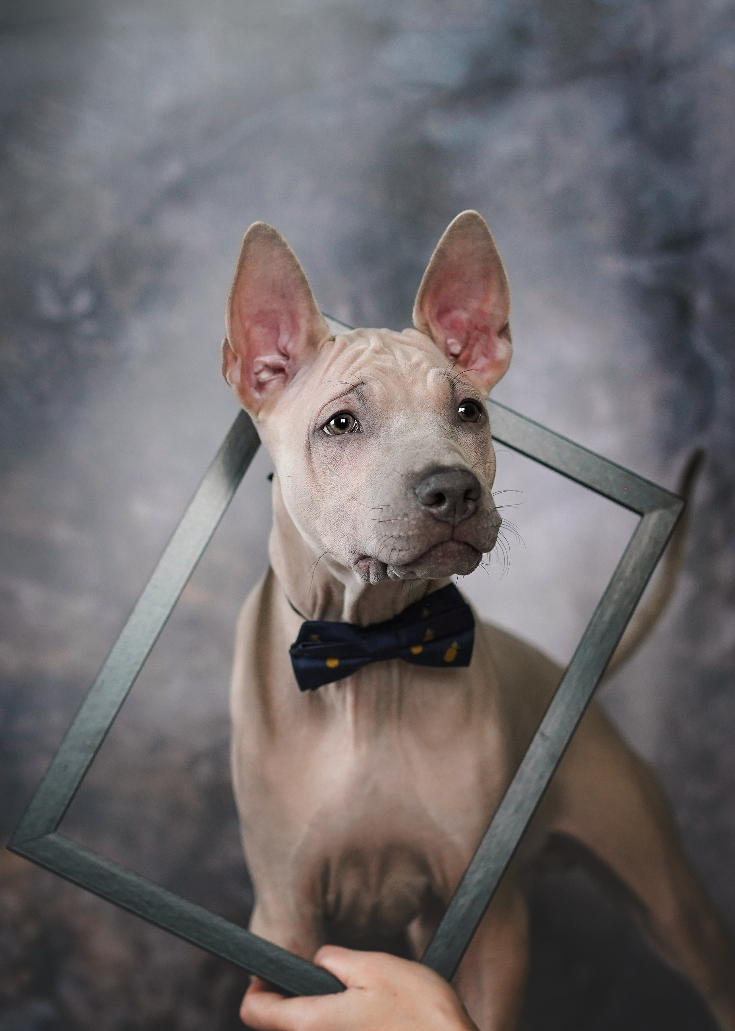 Щенки тайского риджбека. Фотограф-анималист в Санкт-Петербурге Яна Мартынова