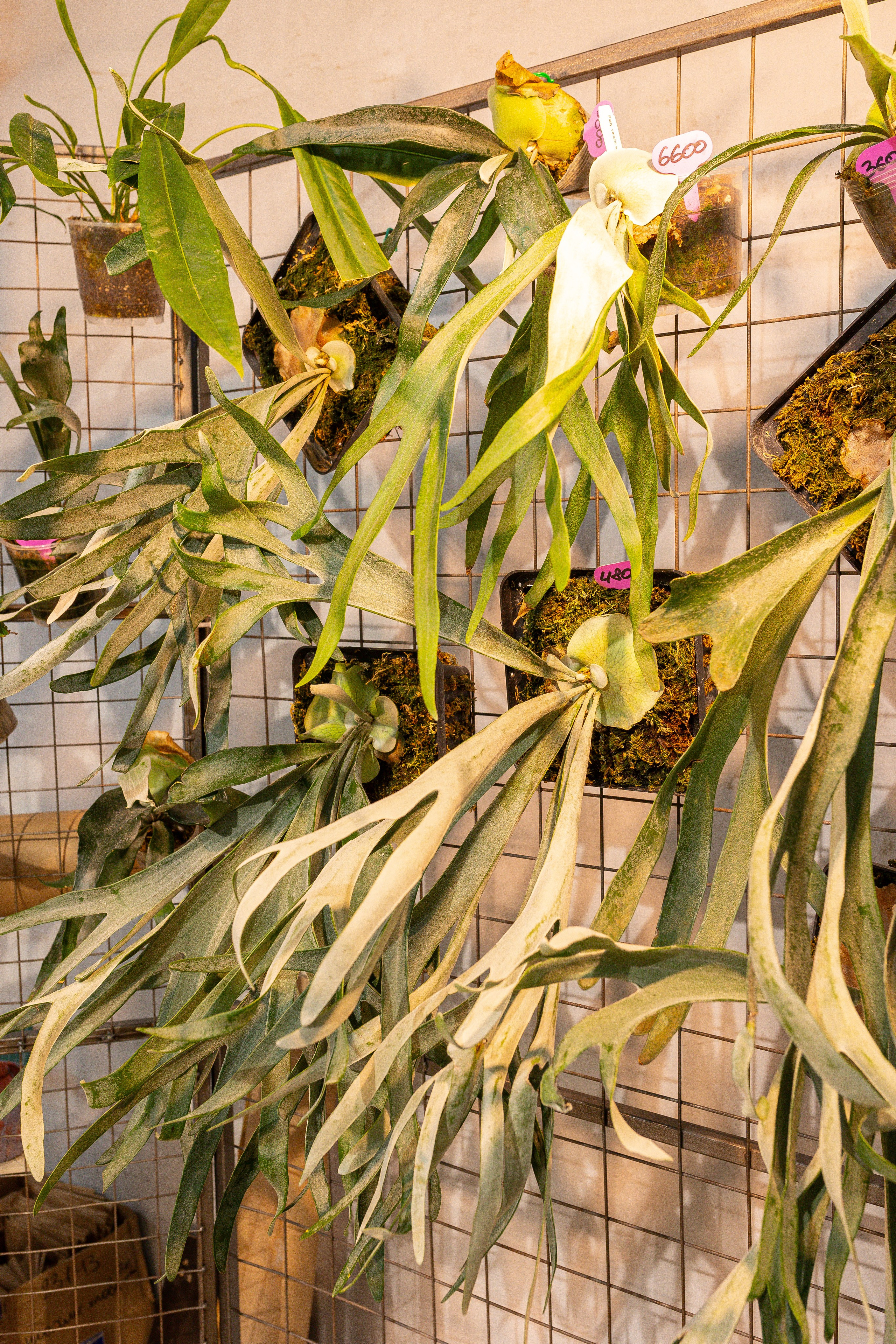 Ярмарка Green Rare 20.09.25. Александра Куликова фотограф, Москва