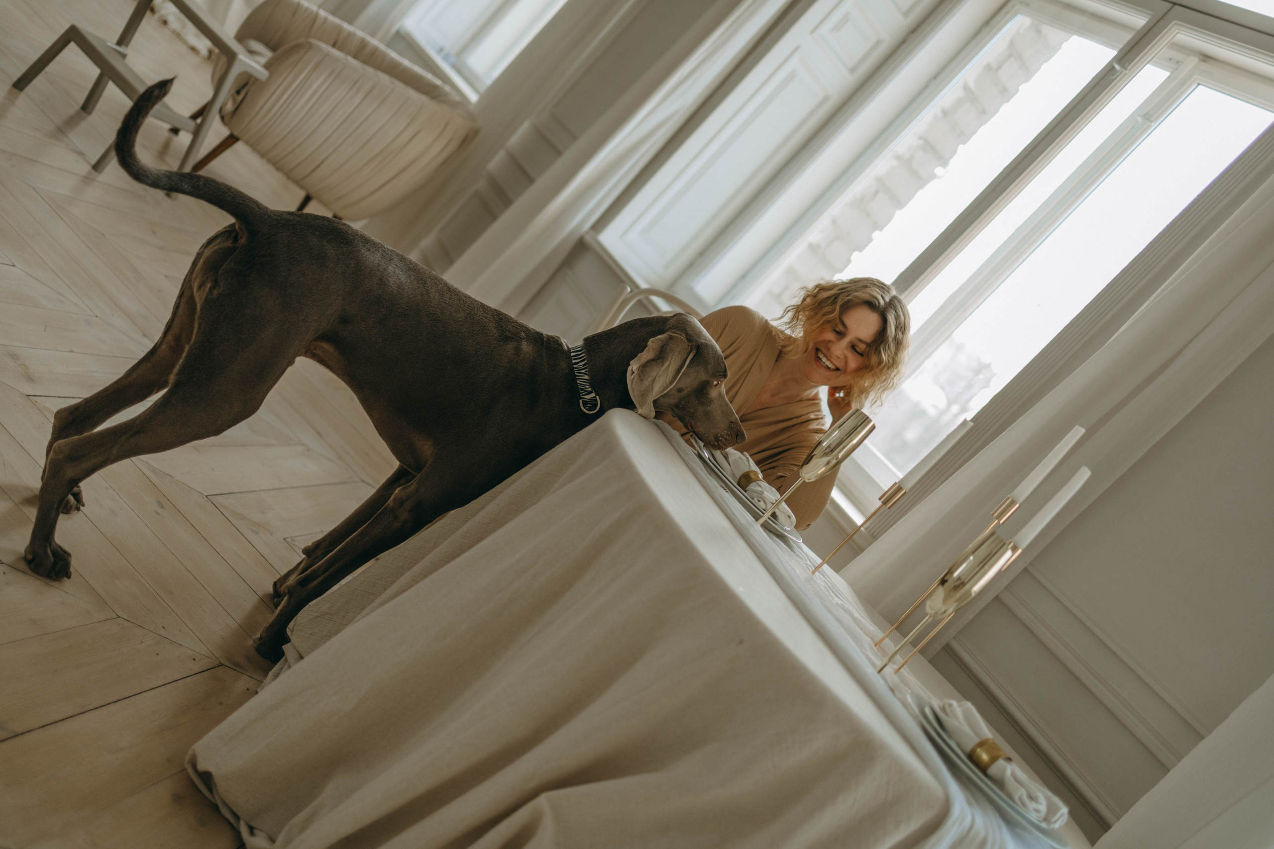 Фотосессия в студии с собакой. Фотограф-анималист в Екатеринбурге | Кристина