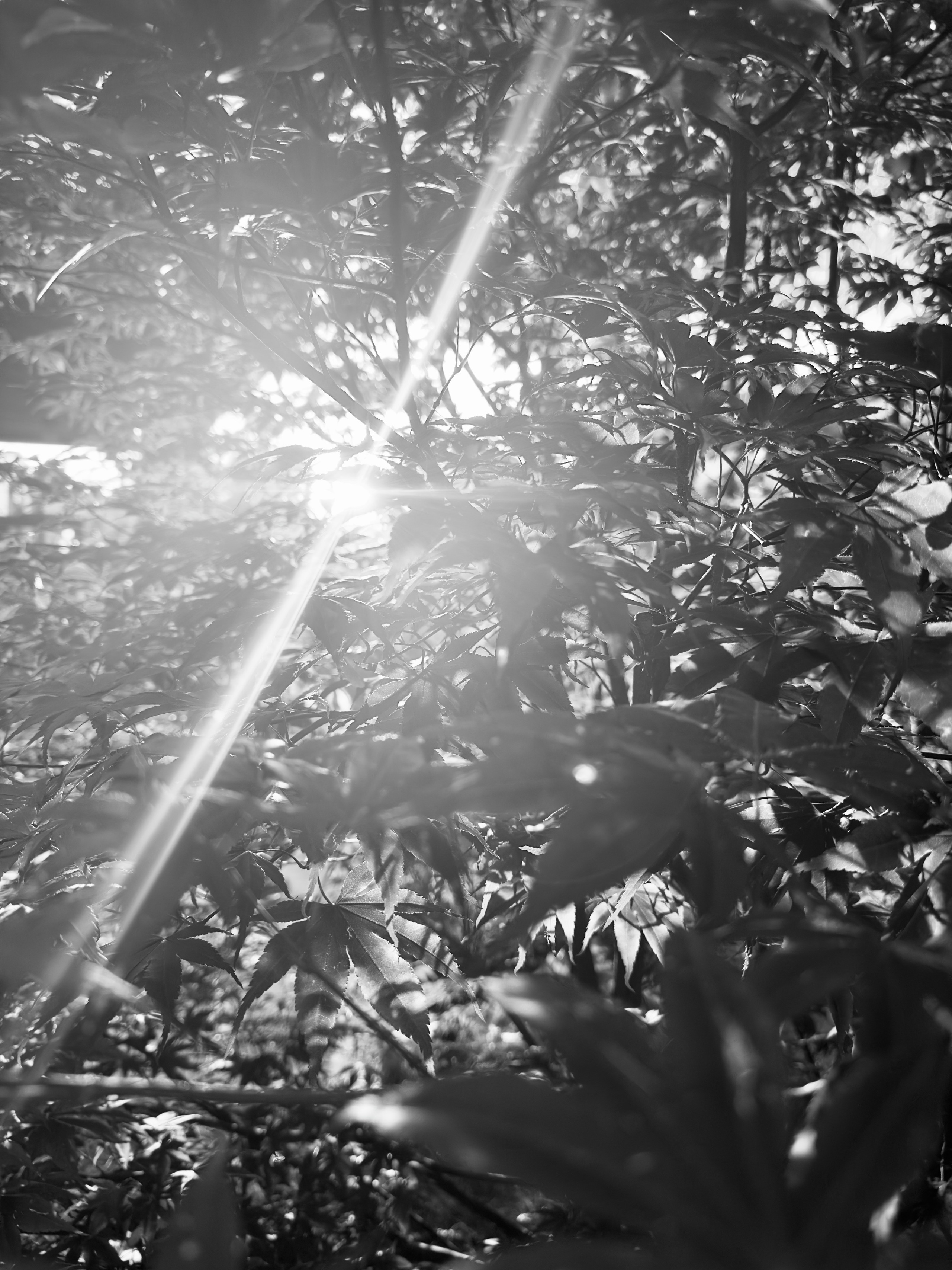 Флора и фауна. Смотри, красота!