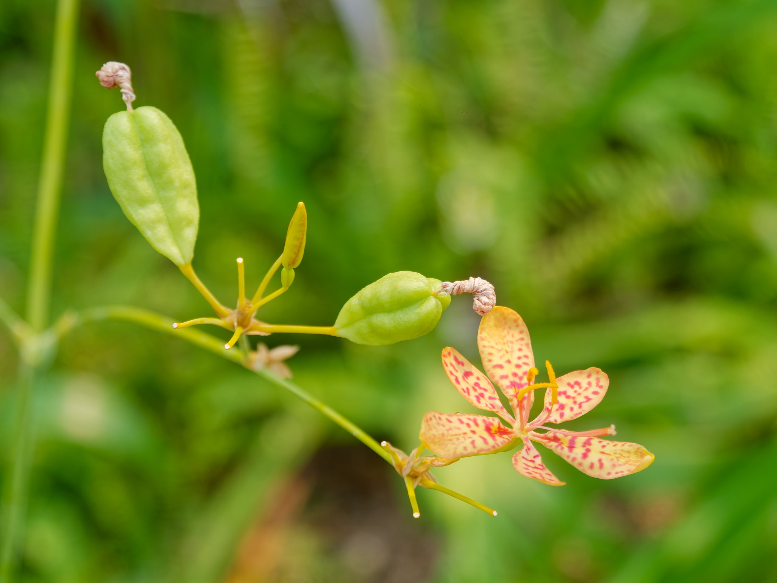 Хайнань 2026, флора, цветы и деревья. Фотопрогулки по Миру