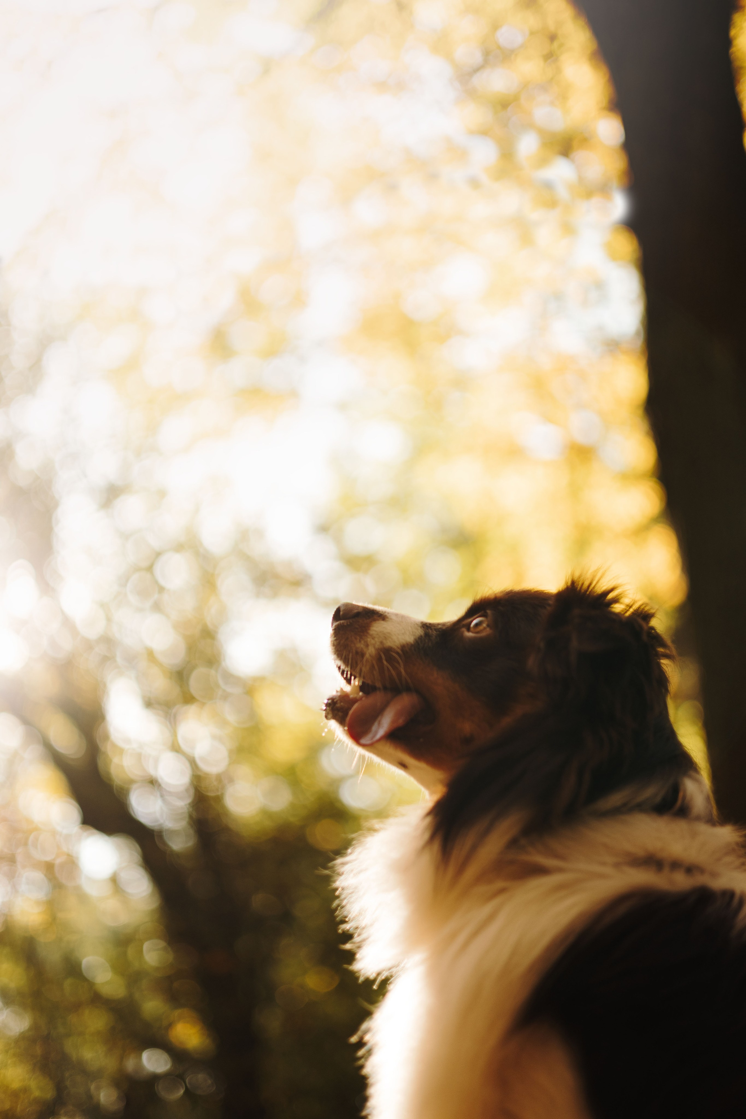 Маффин. Фотограф животных Евгения Верцинская