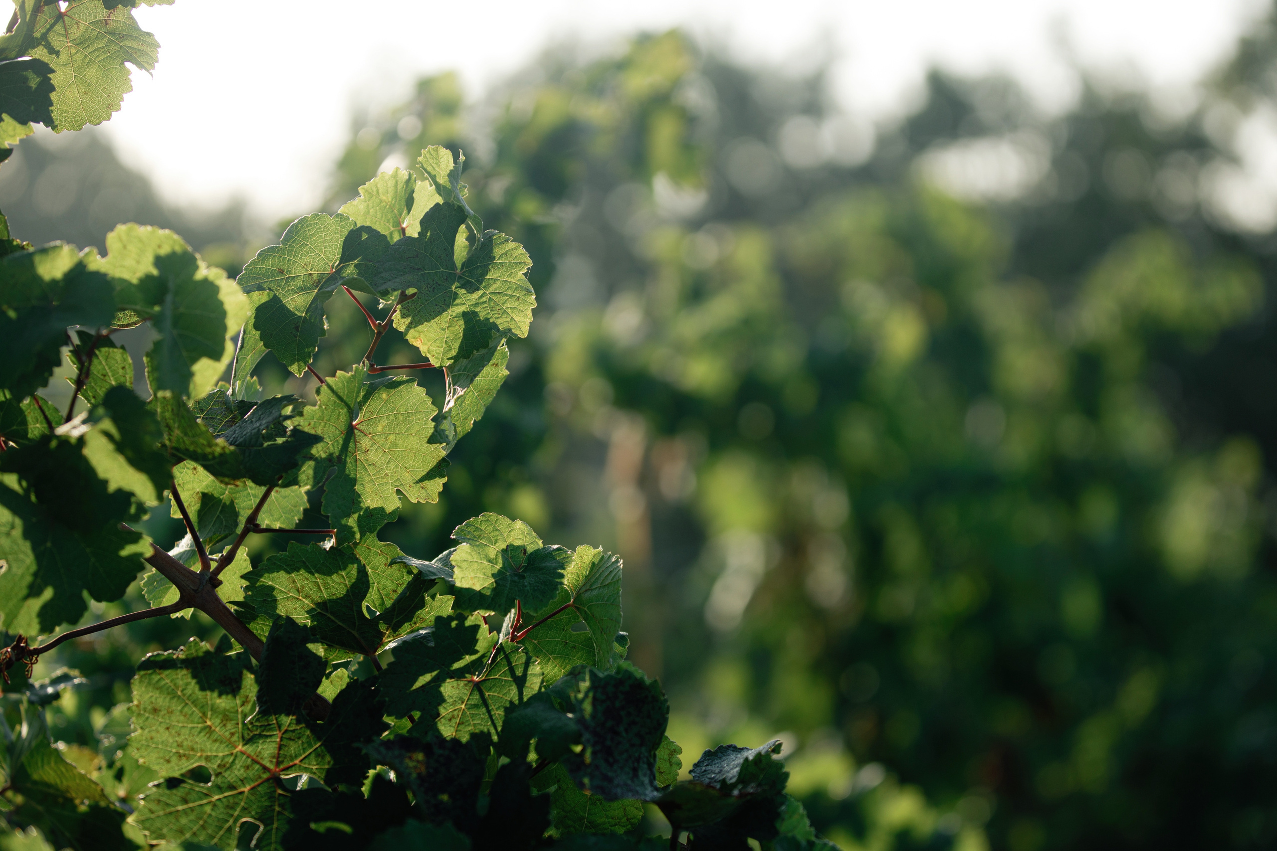 Olga and Said. Photographer Nikita Starodubtsev Serbia, Montenegro, Georgia, Turkey